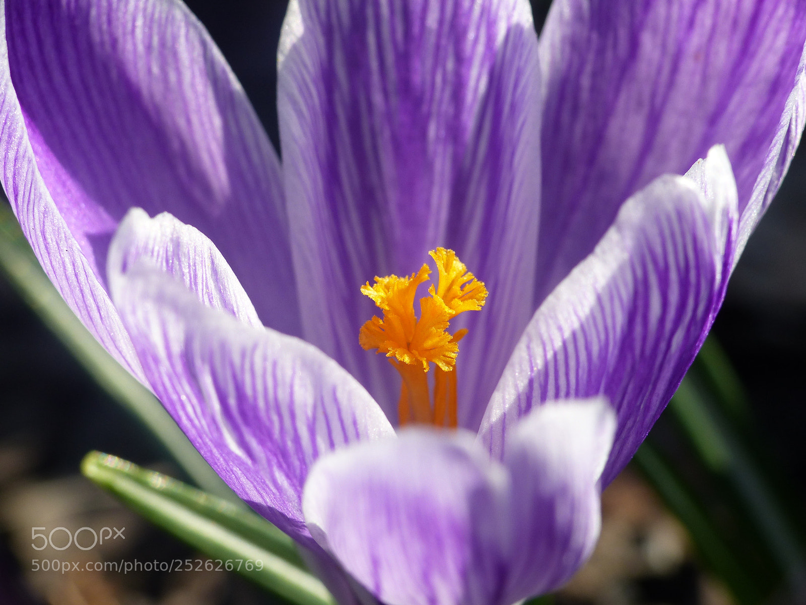 Panasonic Lumix DMC-FZ200 sample photo. Crocus photography