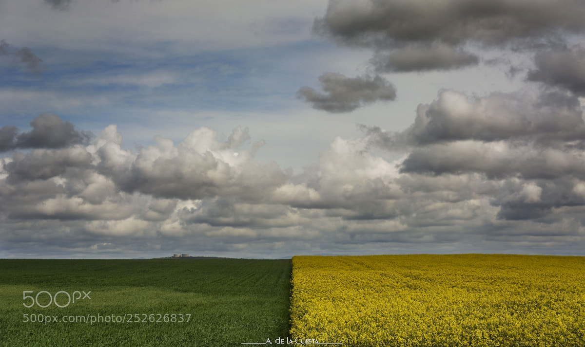Nikon D7100 sample photo. Rapeseed, barley and clouds photography
