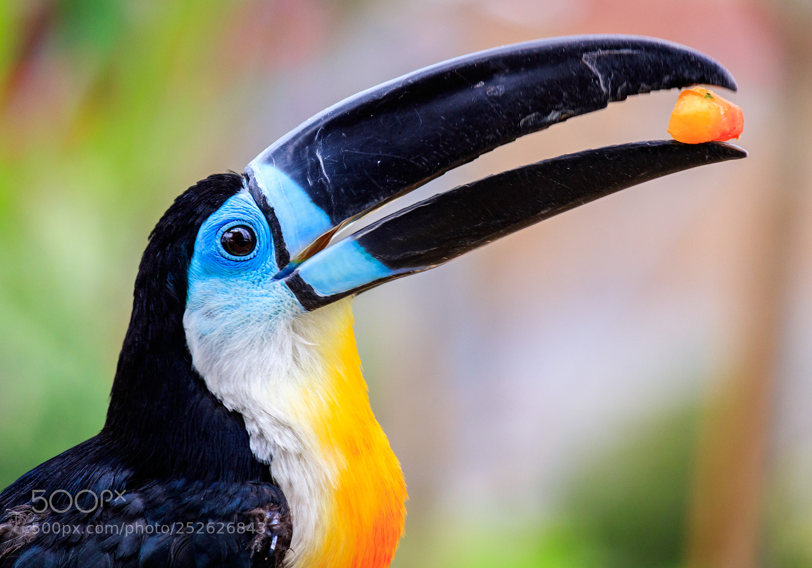 Canon EOS 80D sample photo. Toucan photography