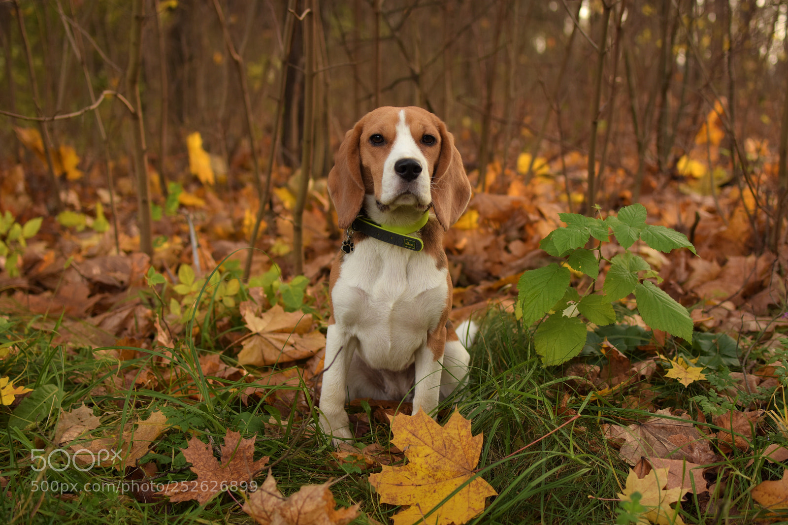 Nikon D7200 sample photo. Beagle photography