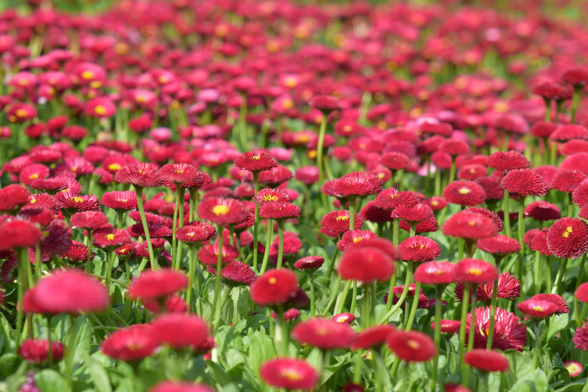 Nikon AF-S DX Micro-Nikkor 85mm F3.5G ED VR sample photo. Red pattern photography