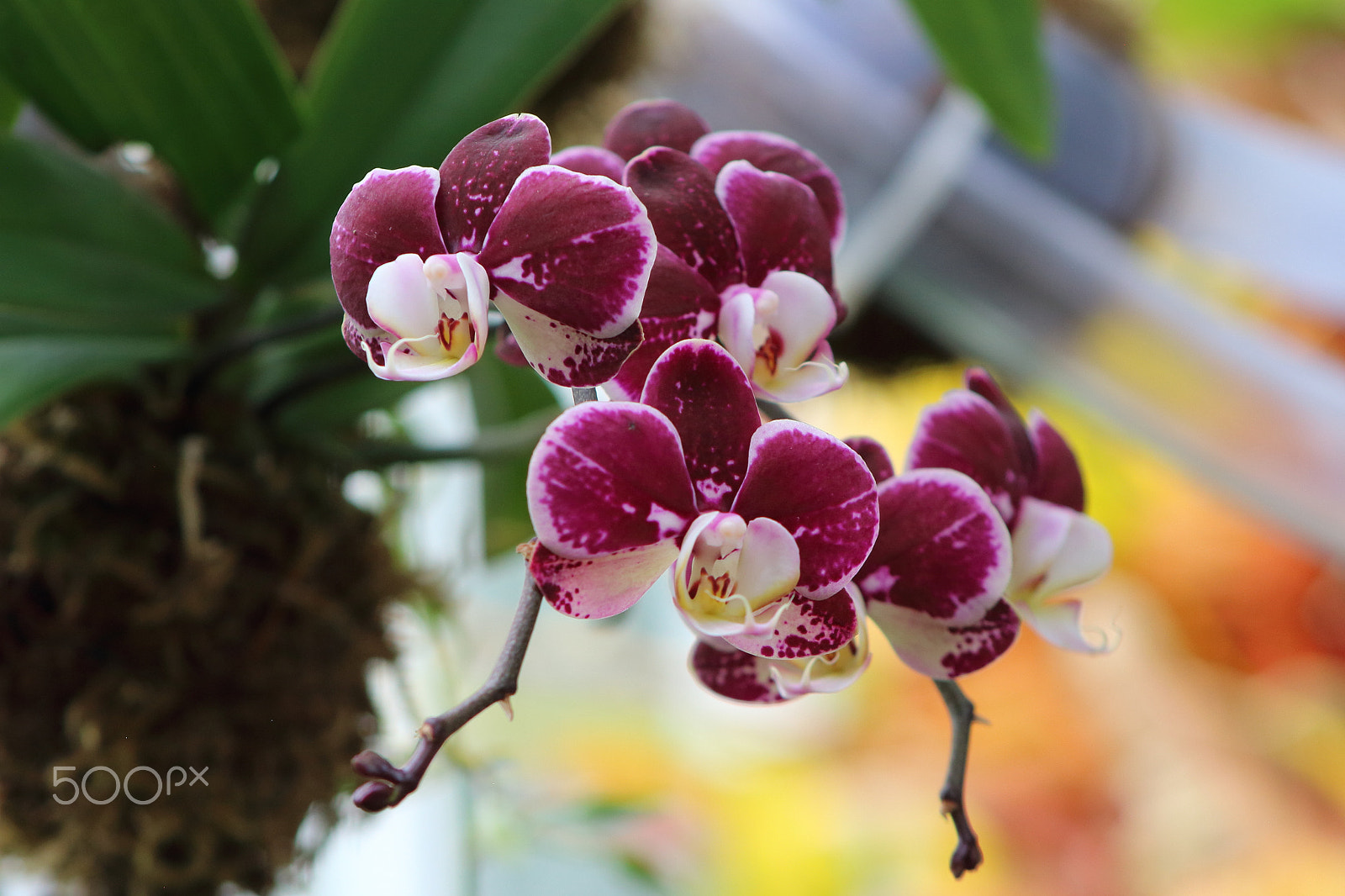 Canon EOS 100D (EOS Rebel SL1 / EOS Kiss X7) sample photo. World of orchids 2 photography