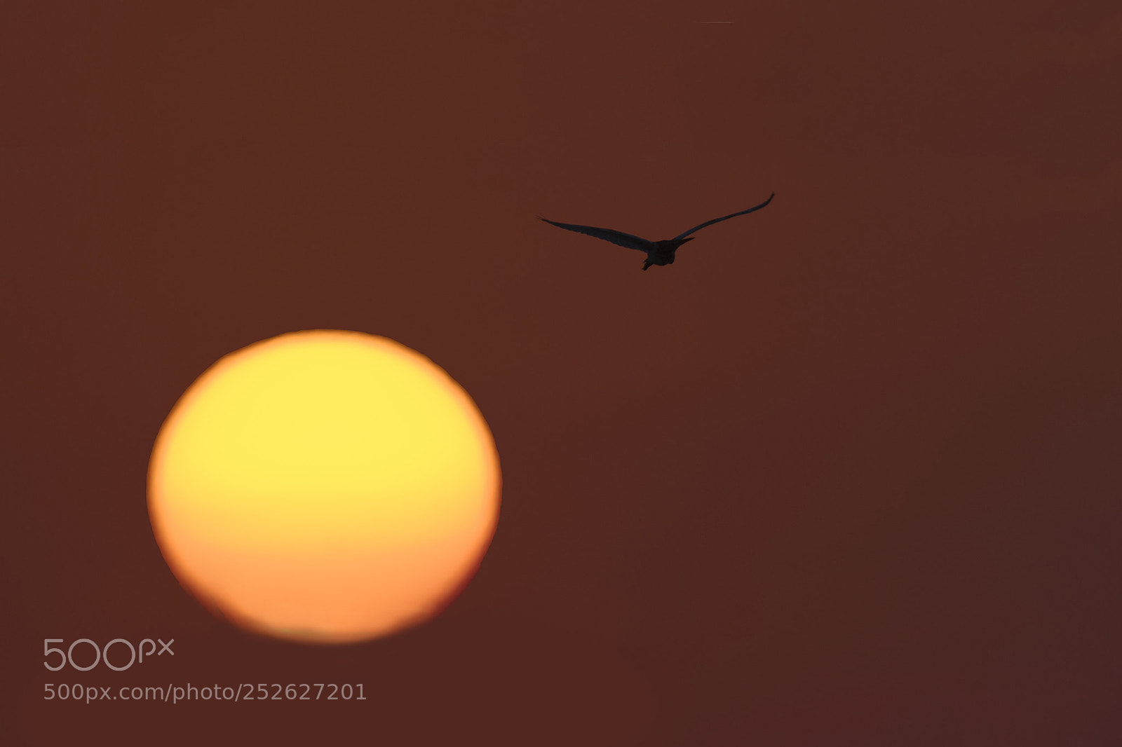 Nikon D500 sample photo. Fly in the sun photography