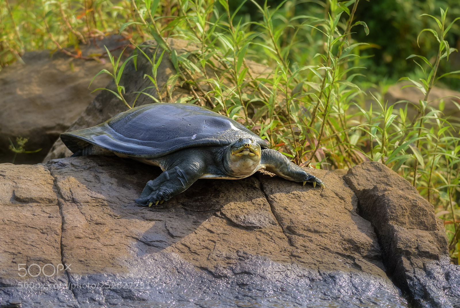Nikon D7200 sample photo. Indian softshell turtle, facing photography