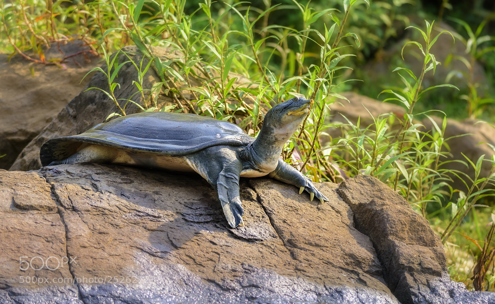 Nikon D7200 sample photo. Indian softshell turtle on photography