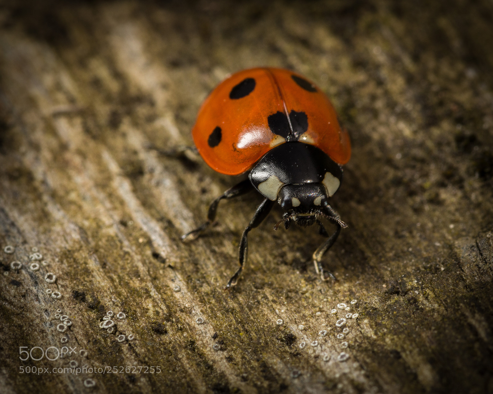 Canon EOS 60D sample photo. Ladybird photography