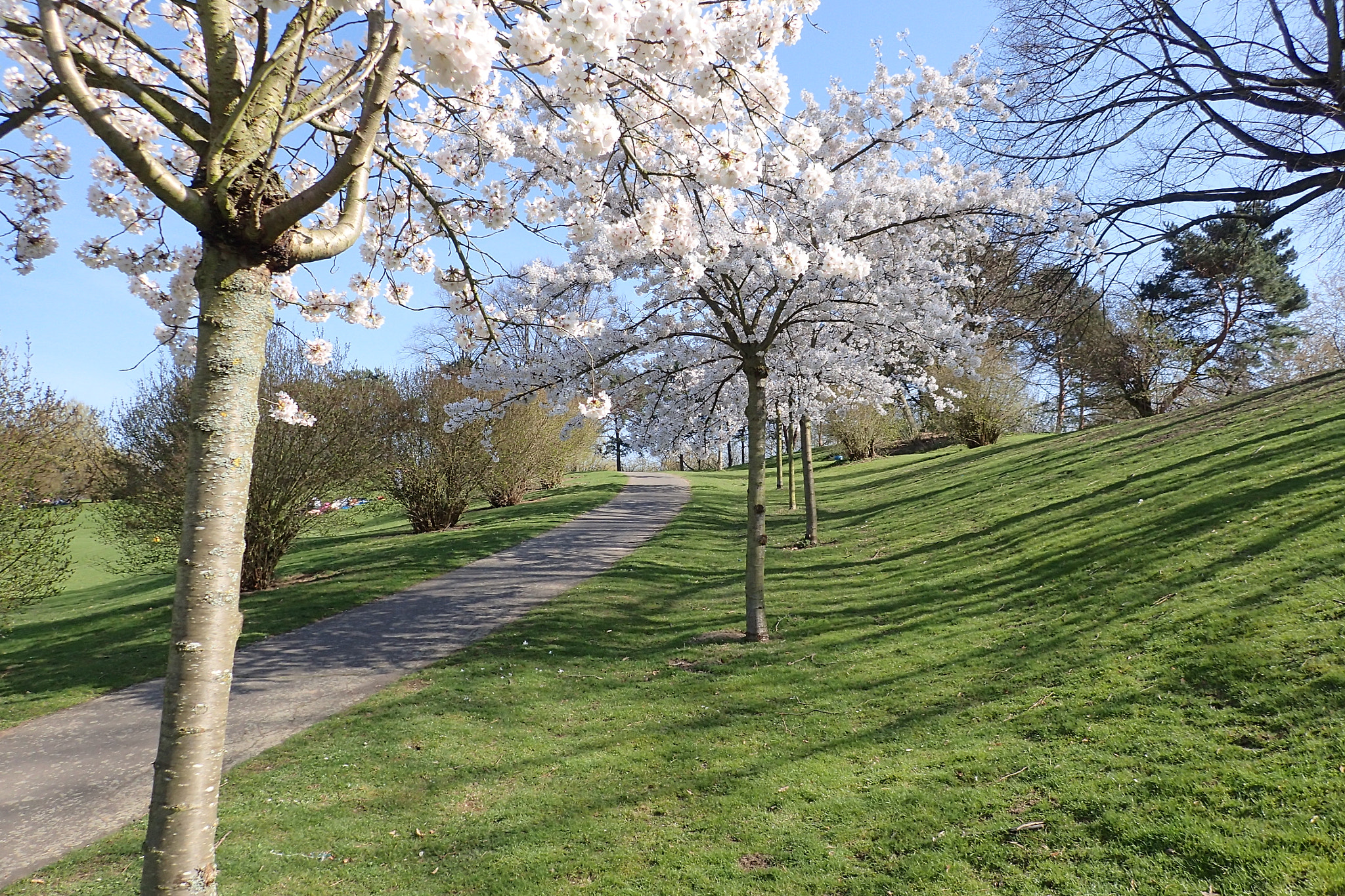 Olympus TG-3 sample photo. Kirschblüten am gebogenen weg photography