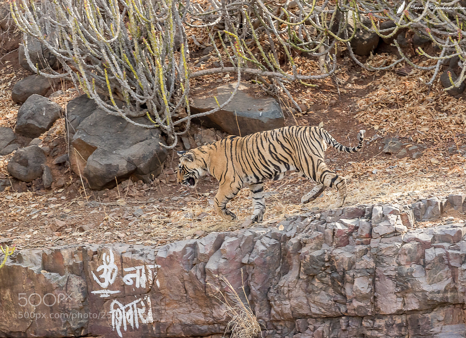 Canon EOS-1D X Mark II sample photo. Om namh shivaya photography