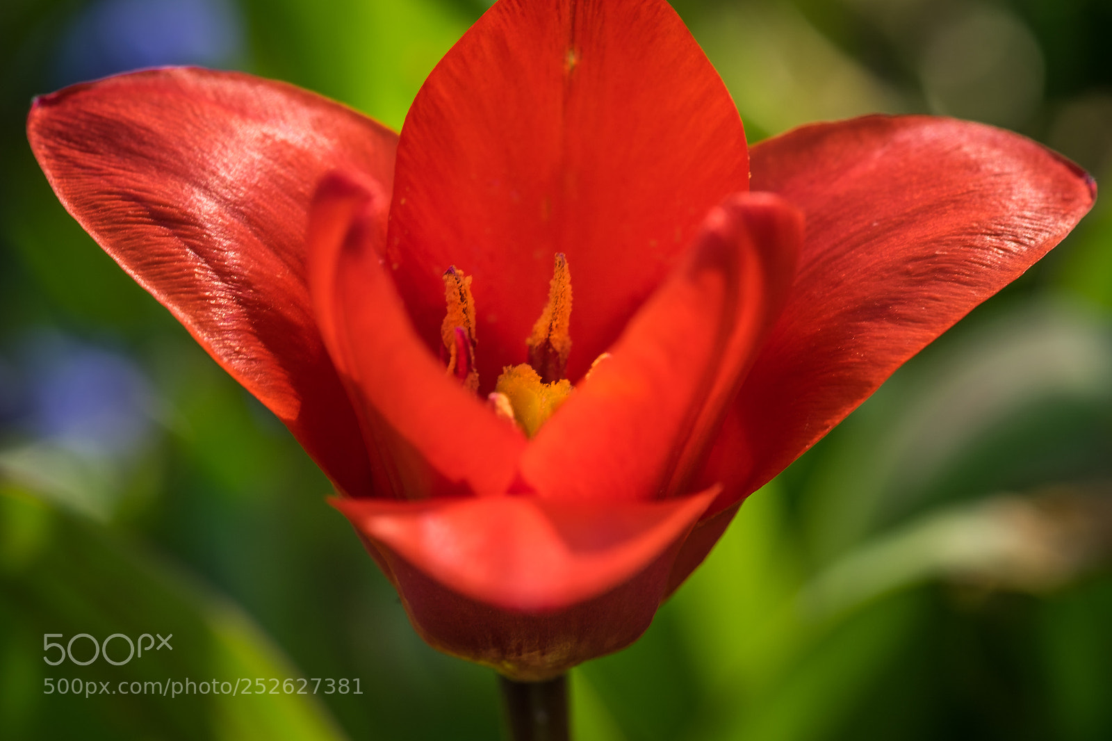 Fujifilm X-T1 sample photo. Tulipa showwinner photography