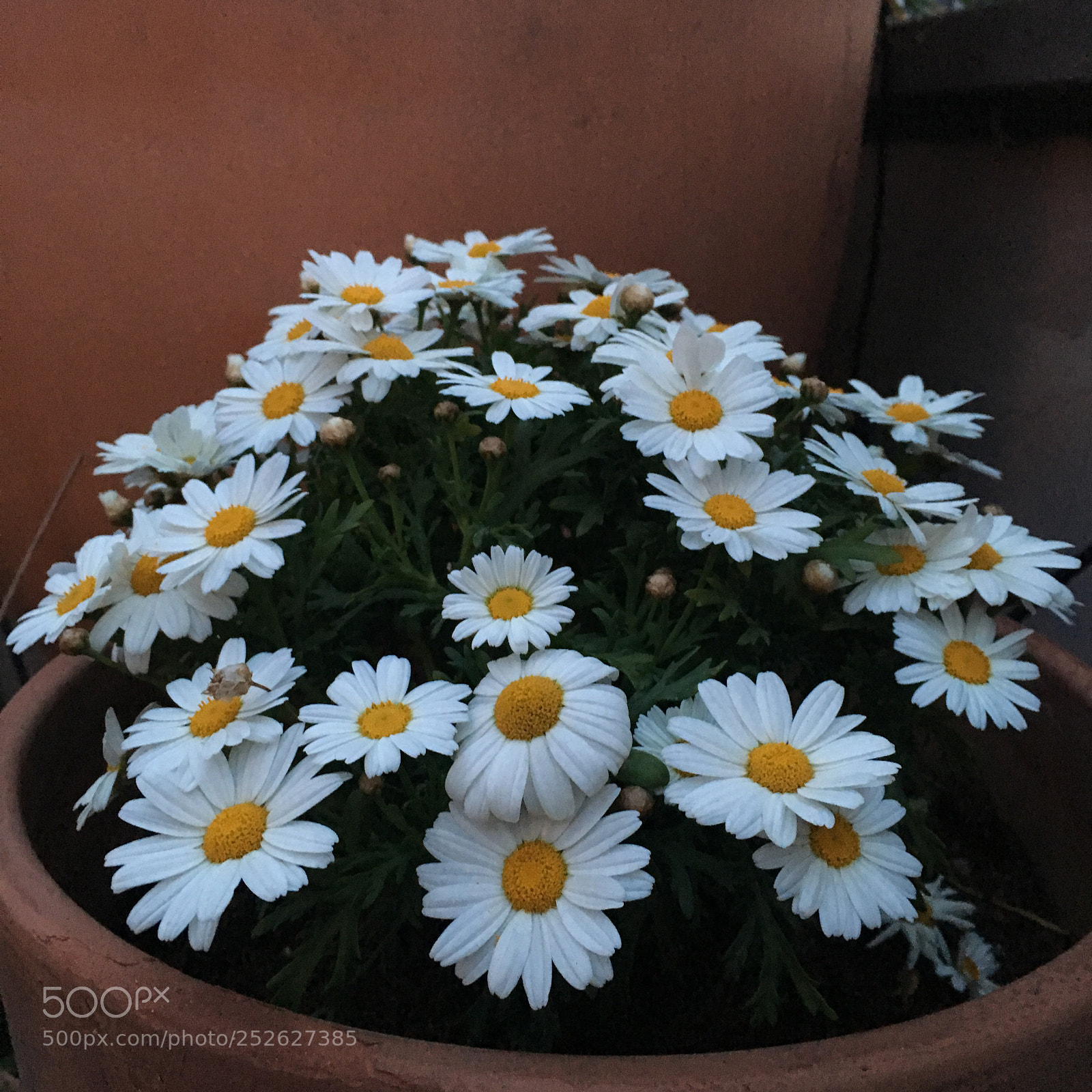 Apple iPhone 6s sample photo. Daisies time...... friend s photography