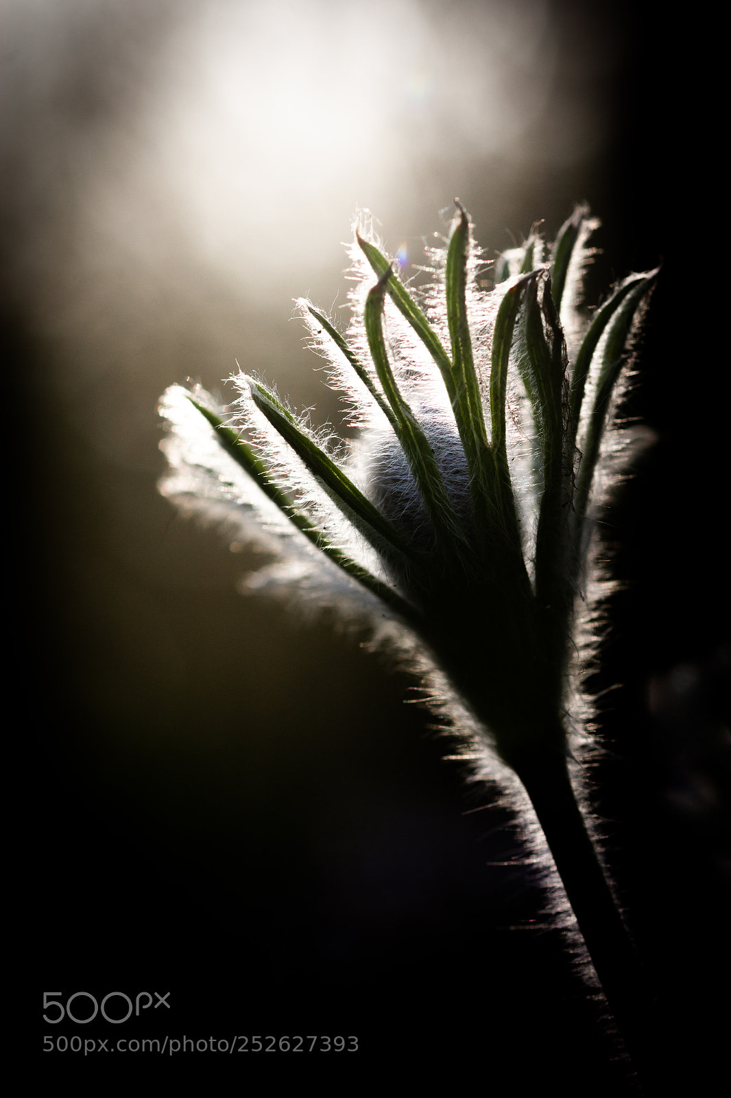 Canon EOS 60D sample photo. Kuhschelle photography