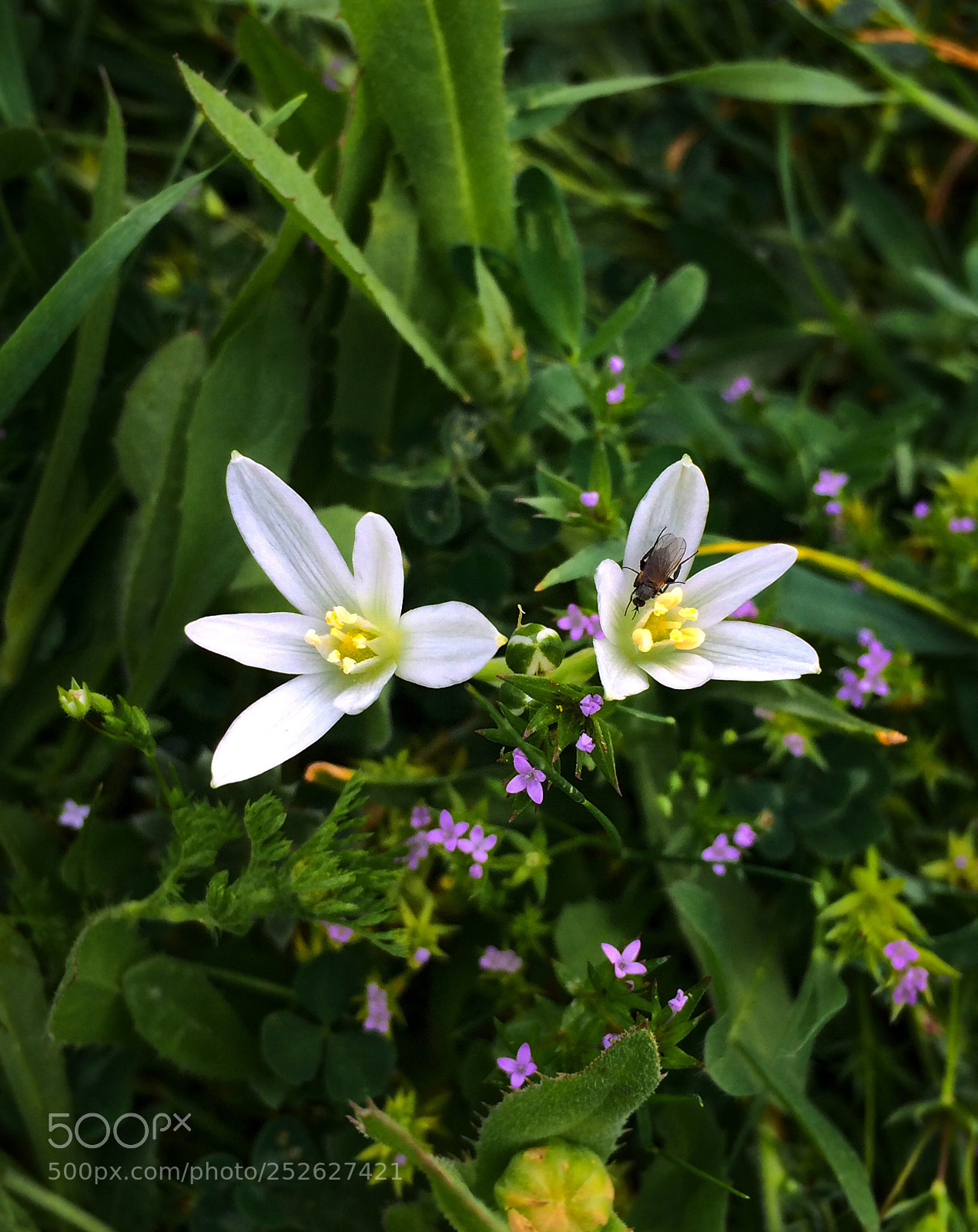 Apple iPhone 5s sample photo. Blossom  photography