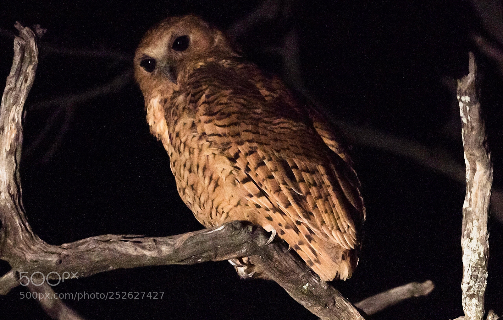 Nikon D850 sample photo. Pels fishing owl photography