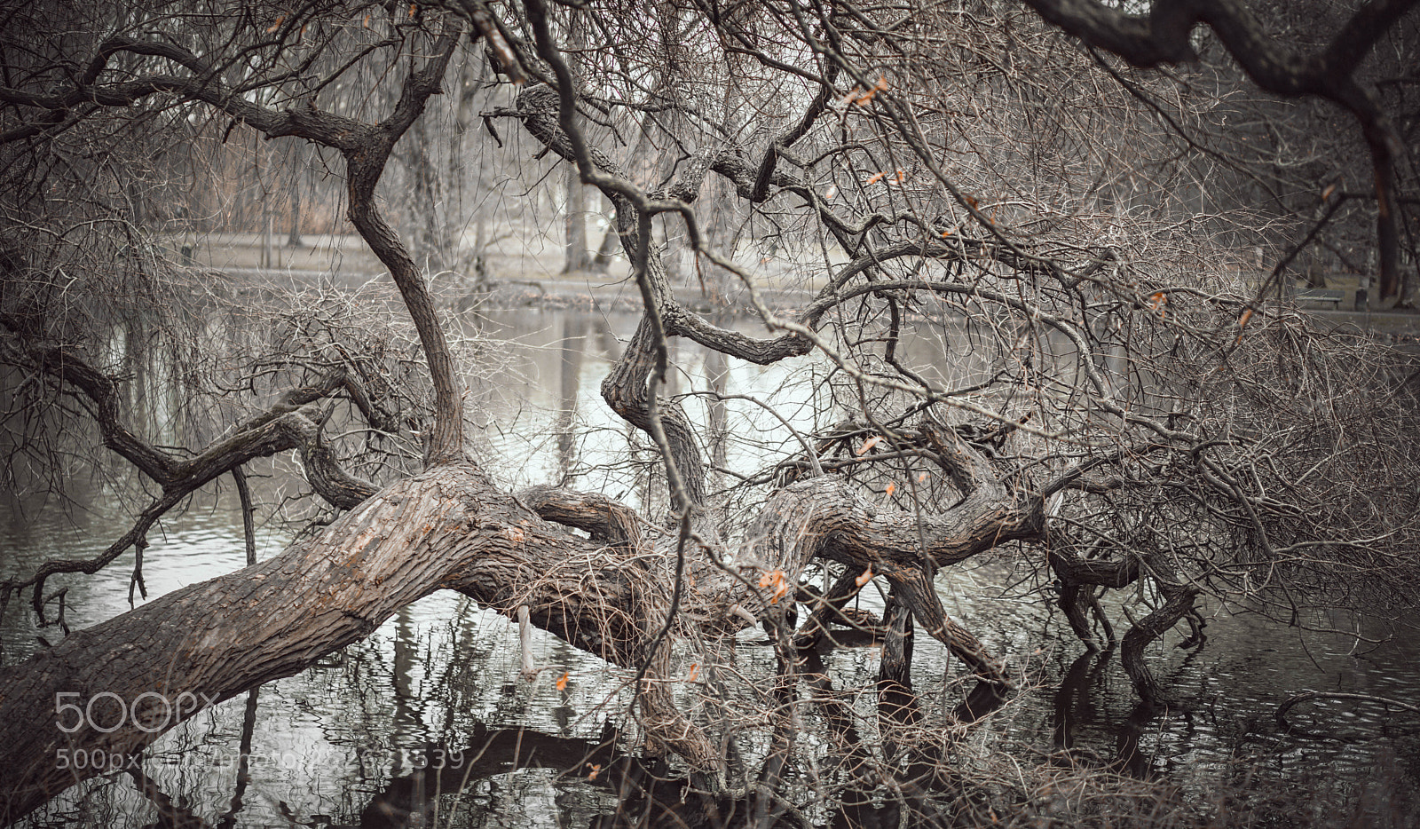 Sony a7R II sample photo. Confusion photography