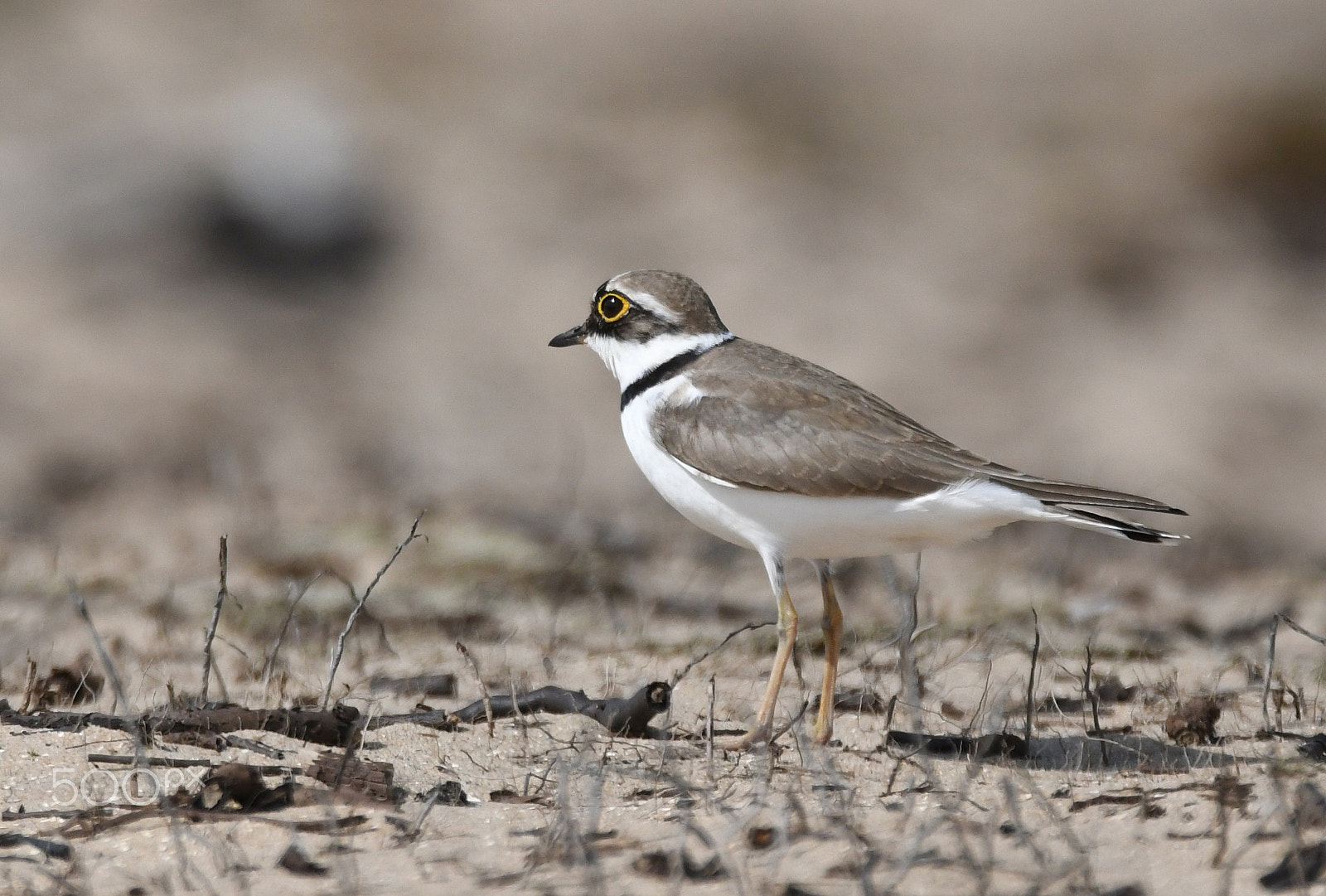 Sigma 150-600mm F5-6.3 DG OS HSM | S sample photo. Little ringed plover (charadrius dubius) photography