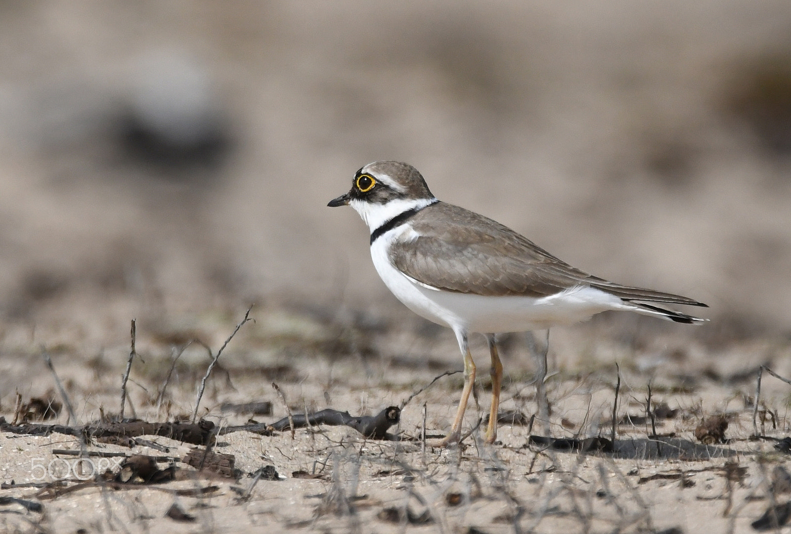 Nikon D500 sample photo. Little ringed plover (charadrius dubius) photography