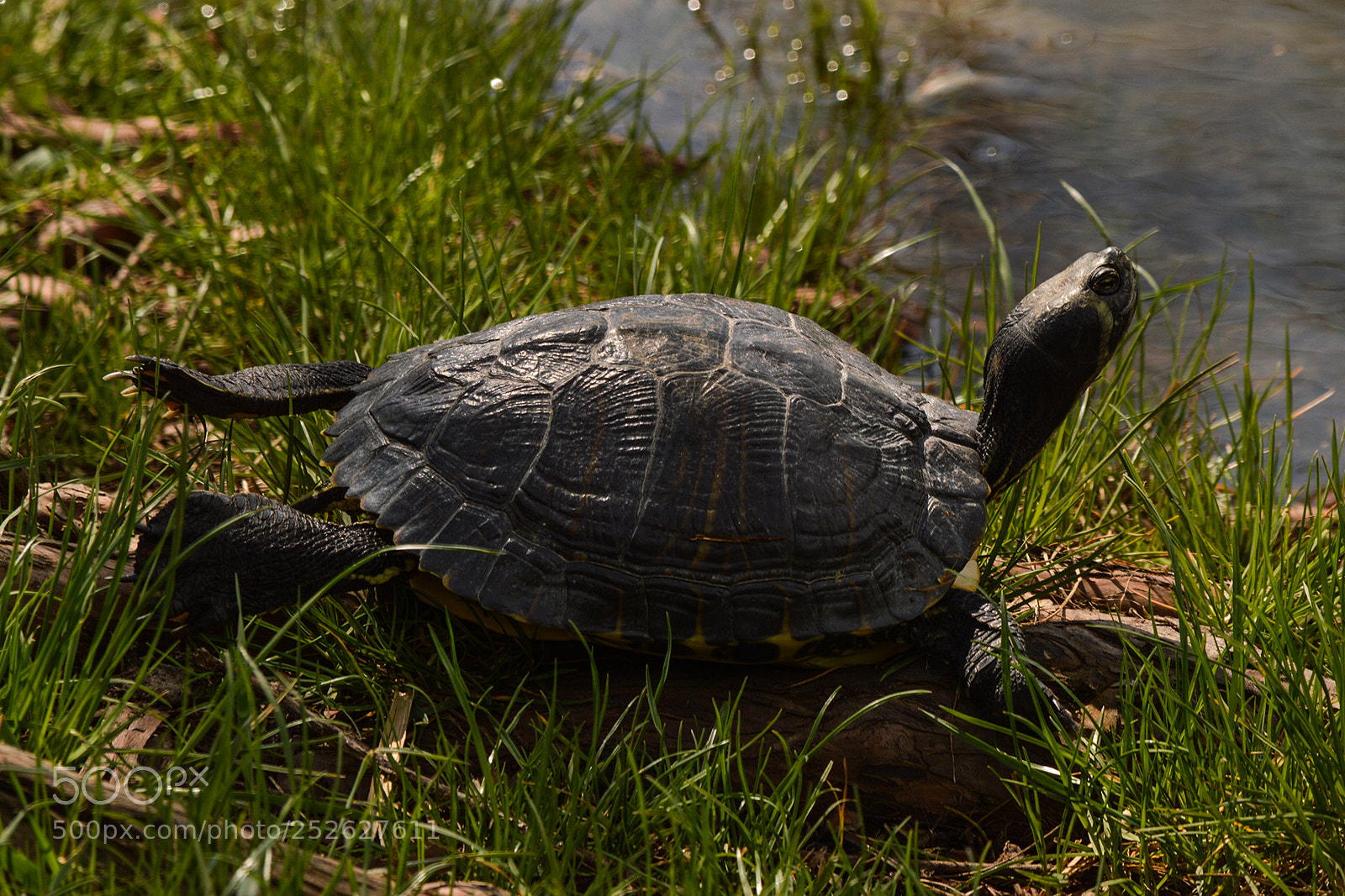 Nikon D3200 sample photo. Turtle photography