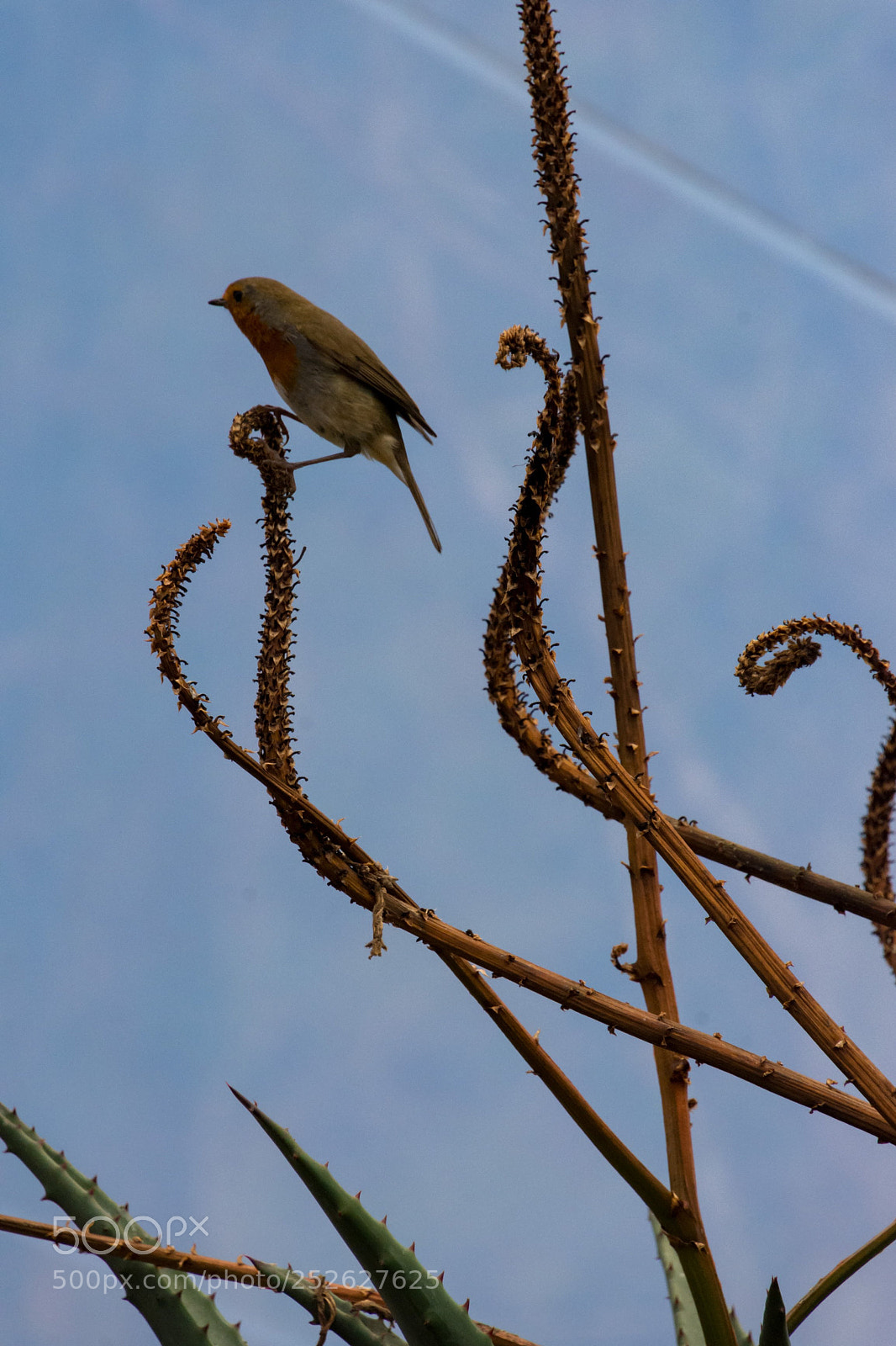 Nikon D7200 sample photo. Robin photography