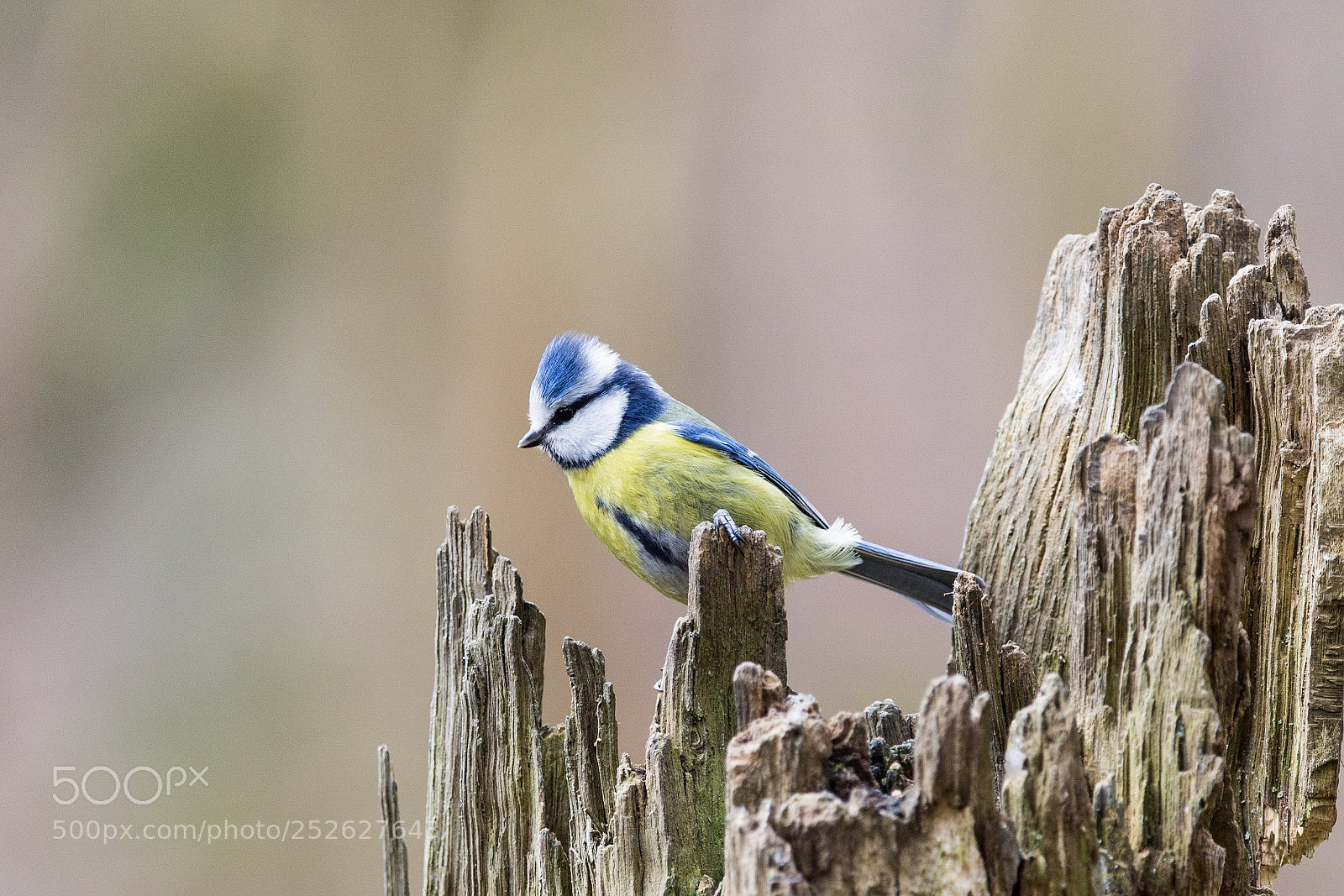 Nikon D7200 sample photo. Cyanistes caeruleus vi photography