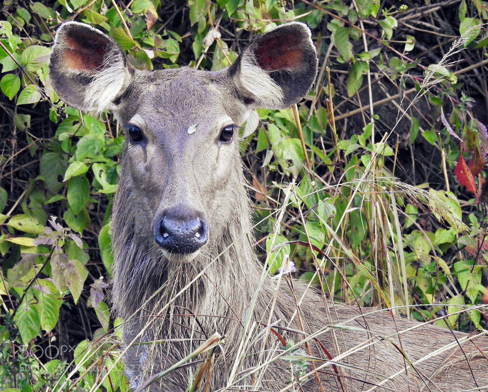 Nikon Coolpix P900 sample photo. The sambhar staredown! photography