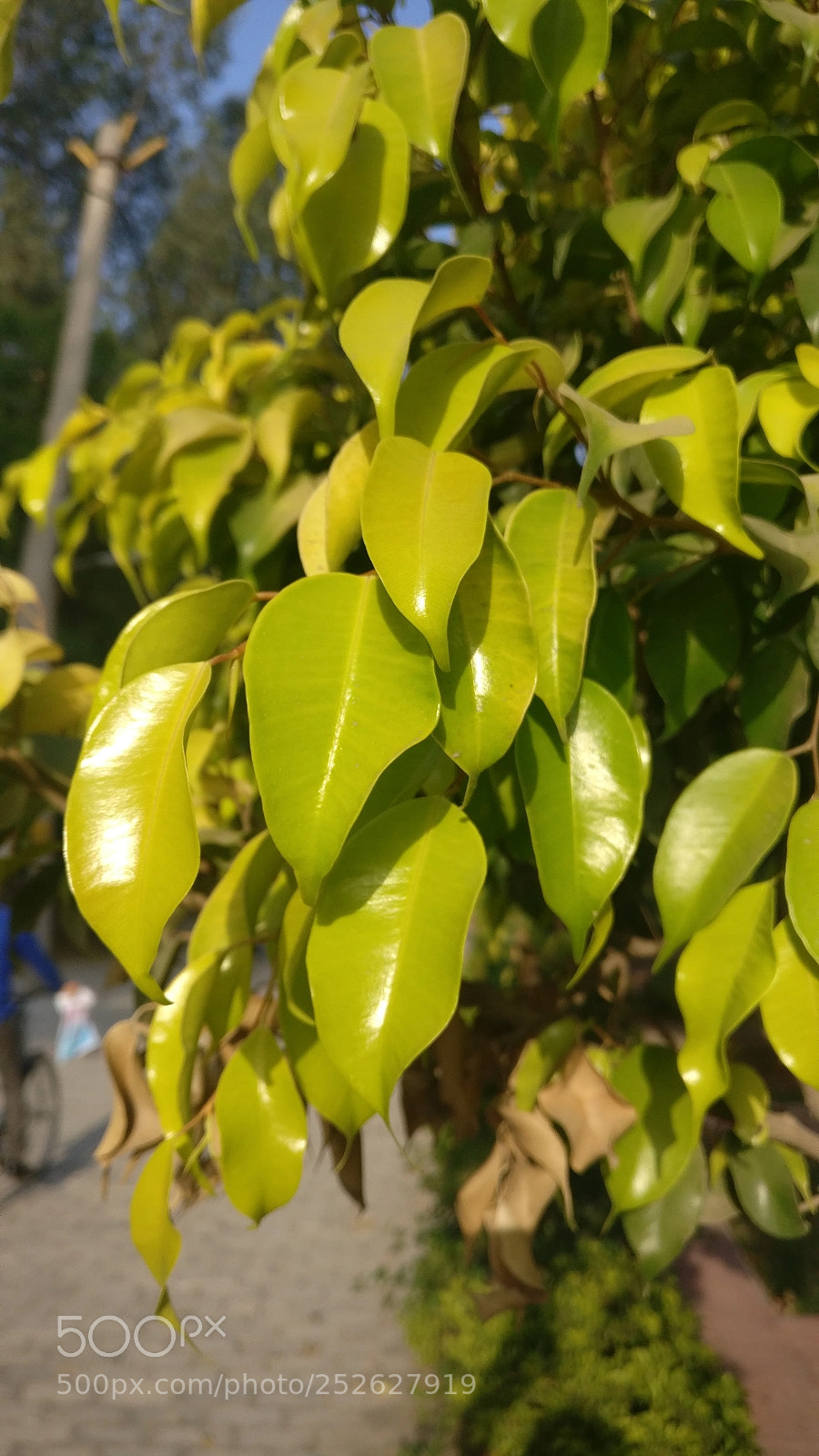 OnePlus A3003 sample photo. Green leaves photography