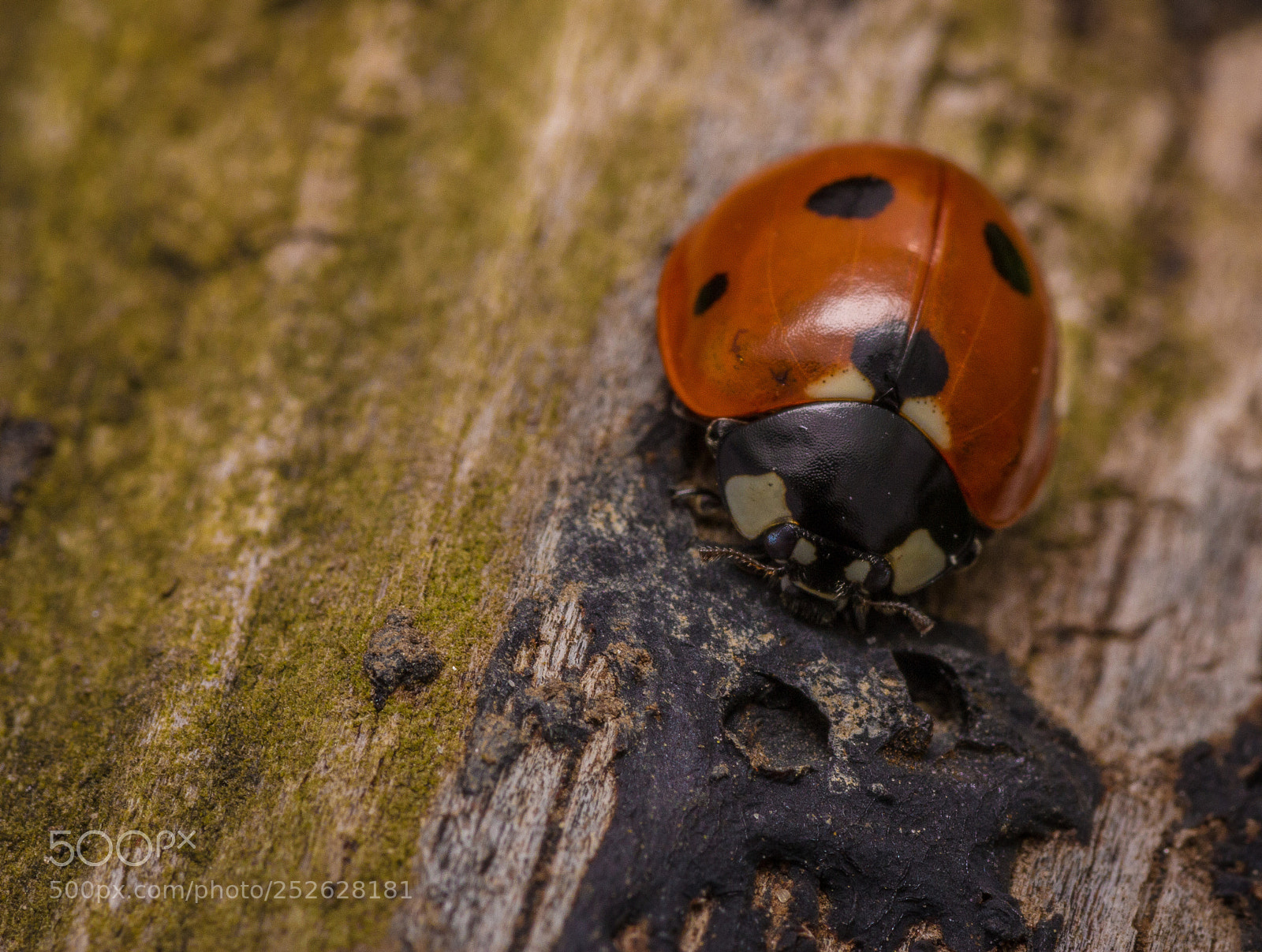 Canon EOS 60D sample photo. Ladybird on wood photography