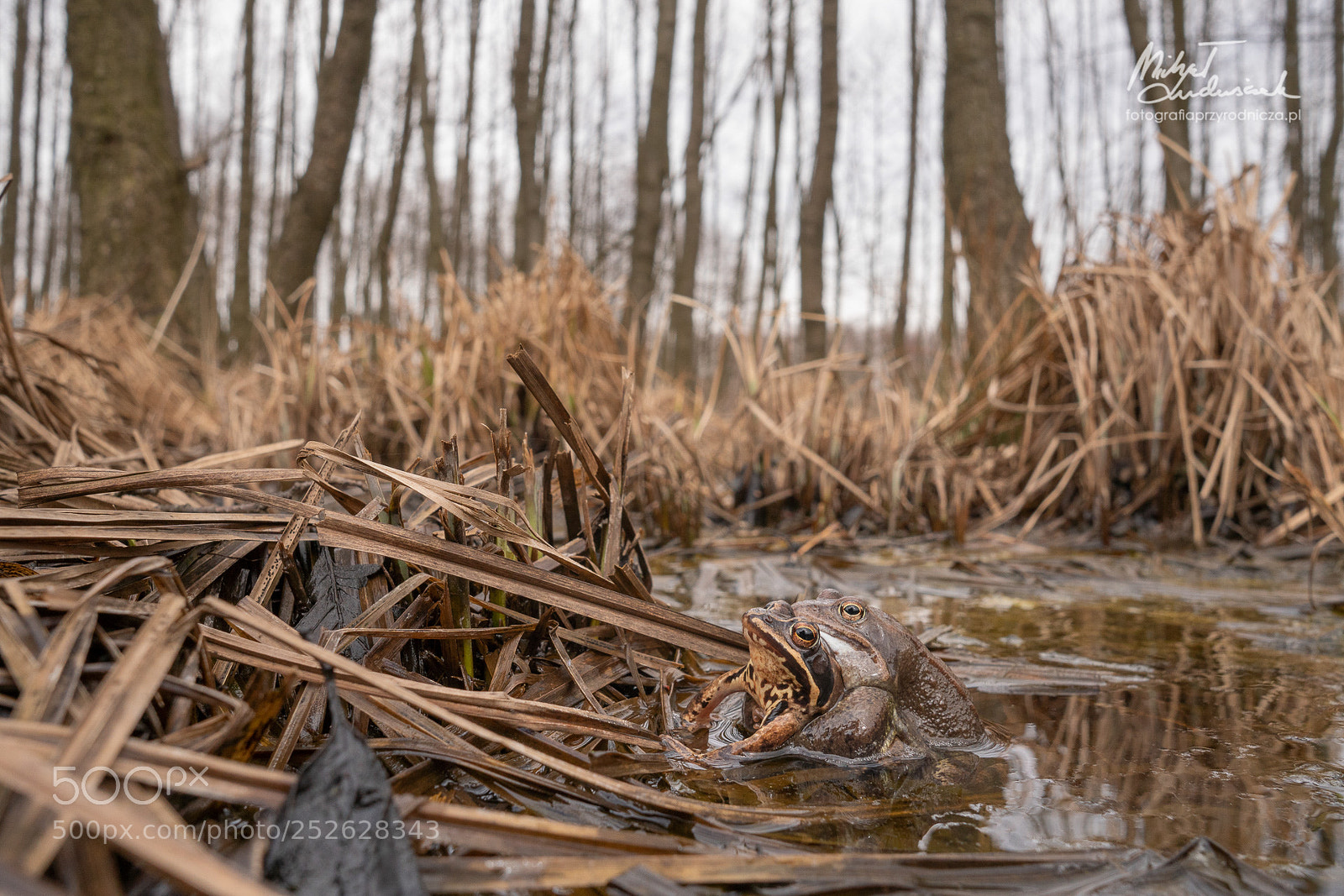 Sony a6500 sample photo. Mating season photography