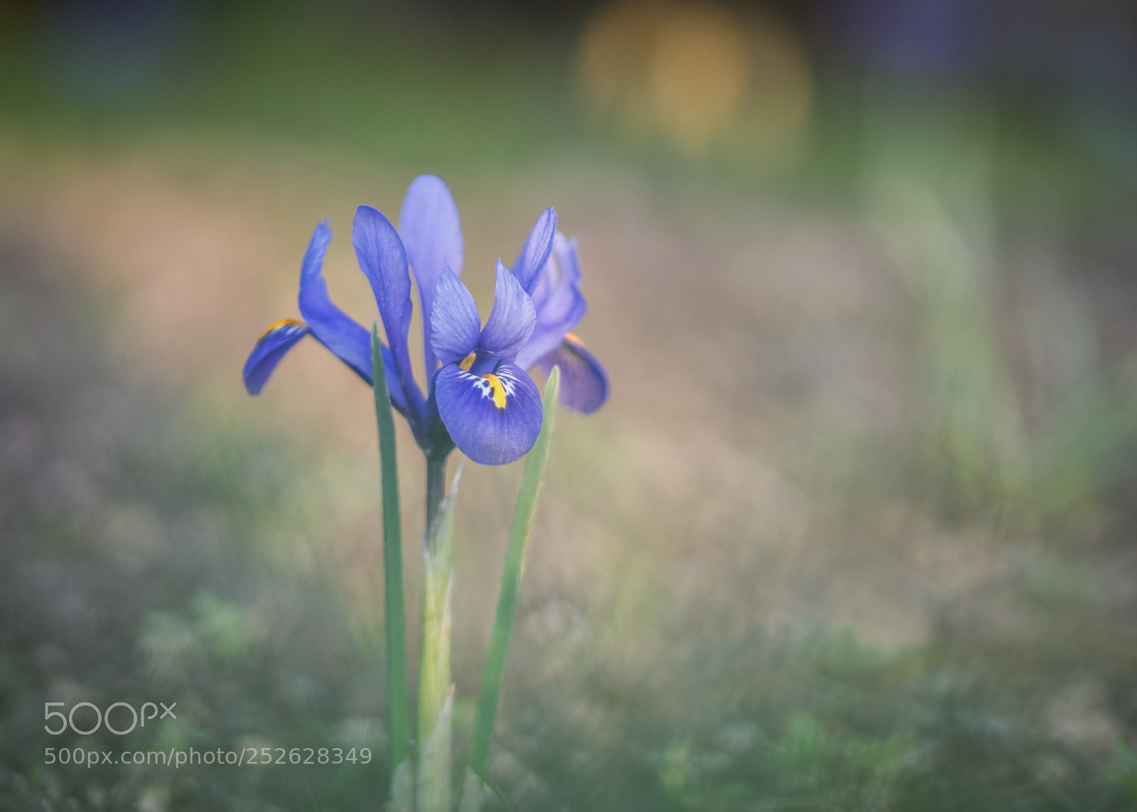 Nikon D3200 sample photo. Spring beauty photography