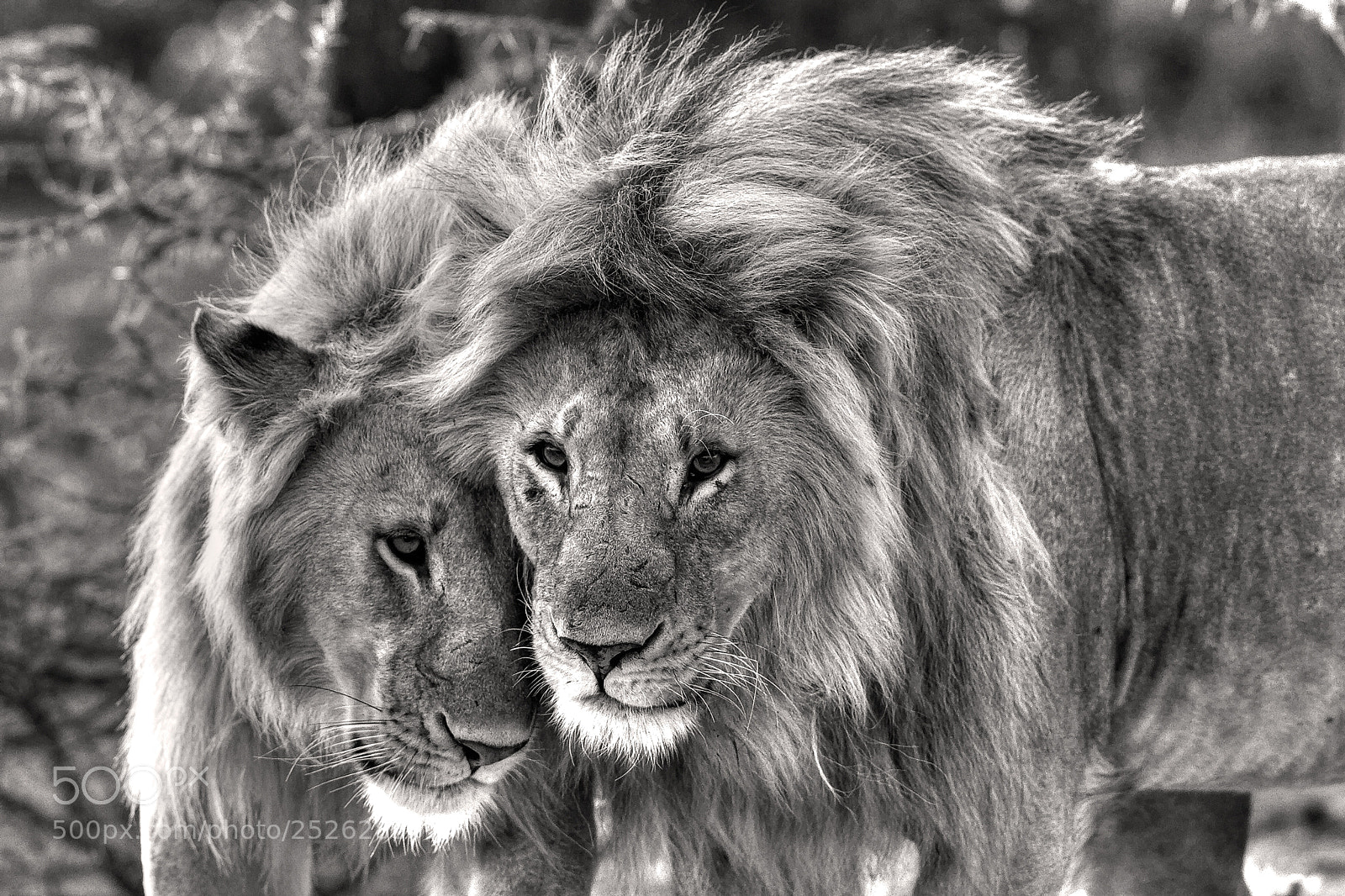 Canon EOS 7D sample photo. Tenderly wild photography