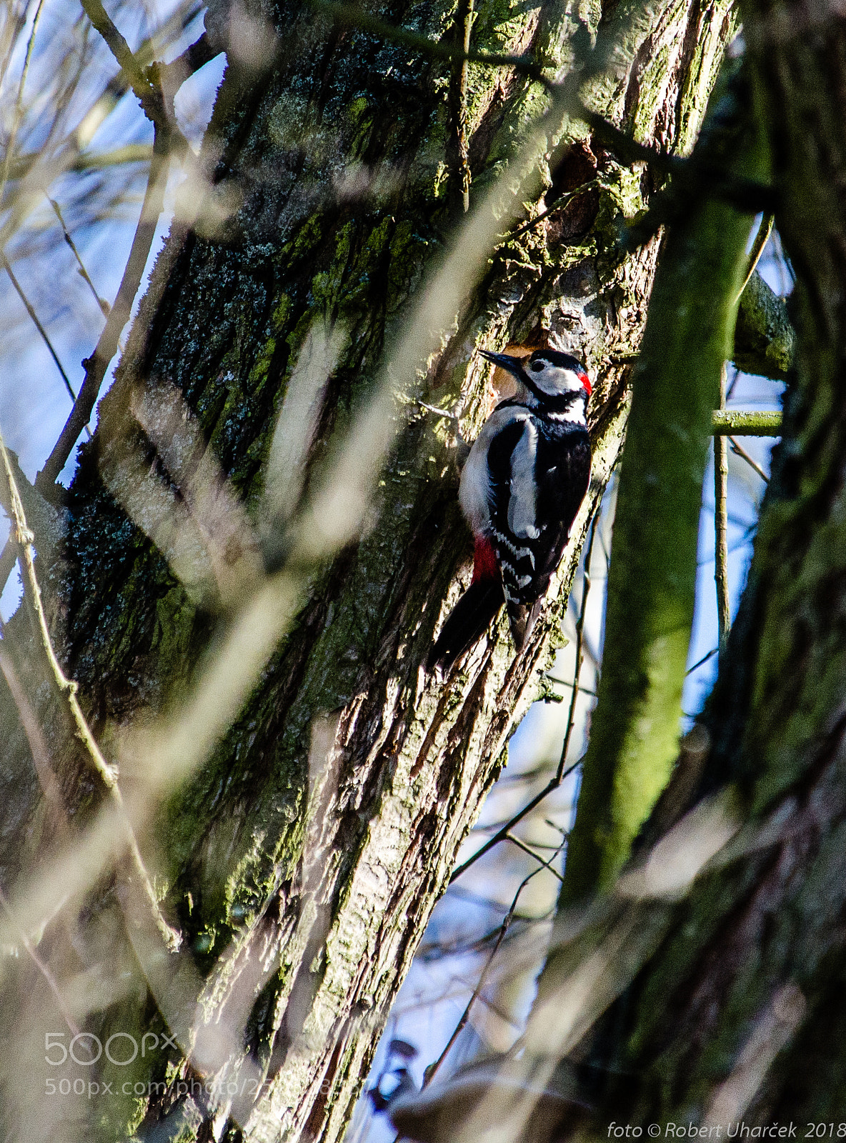 Nikon D7000 sample photo. Strakapoud velký (dendrocopos major) photography