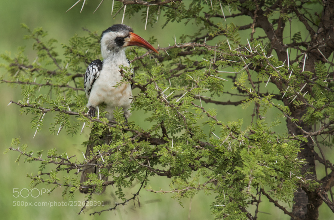Nikon D90 sample photo. Northern red-billed hornbill photography