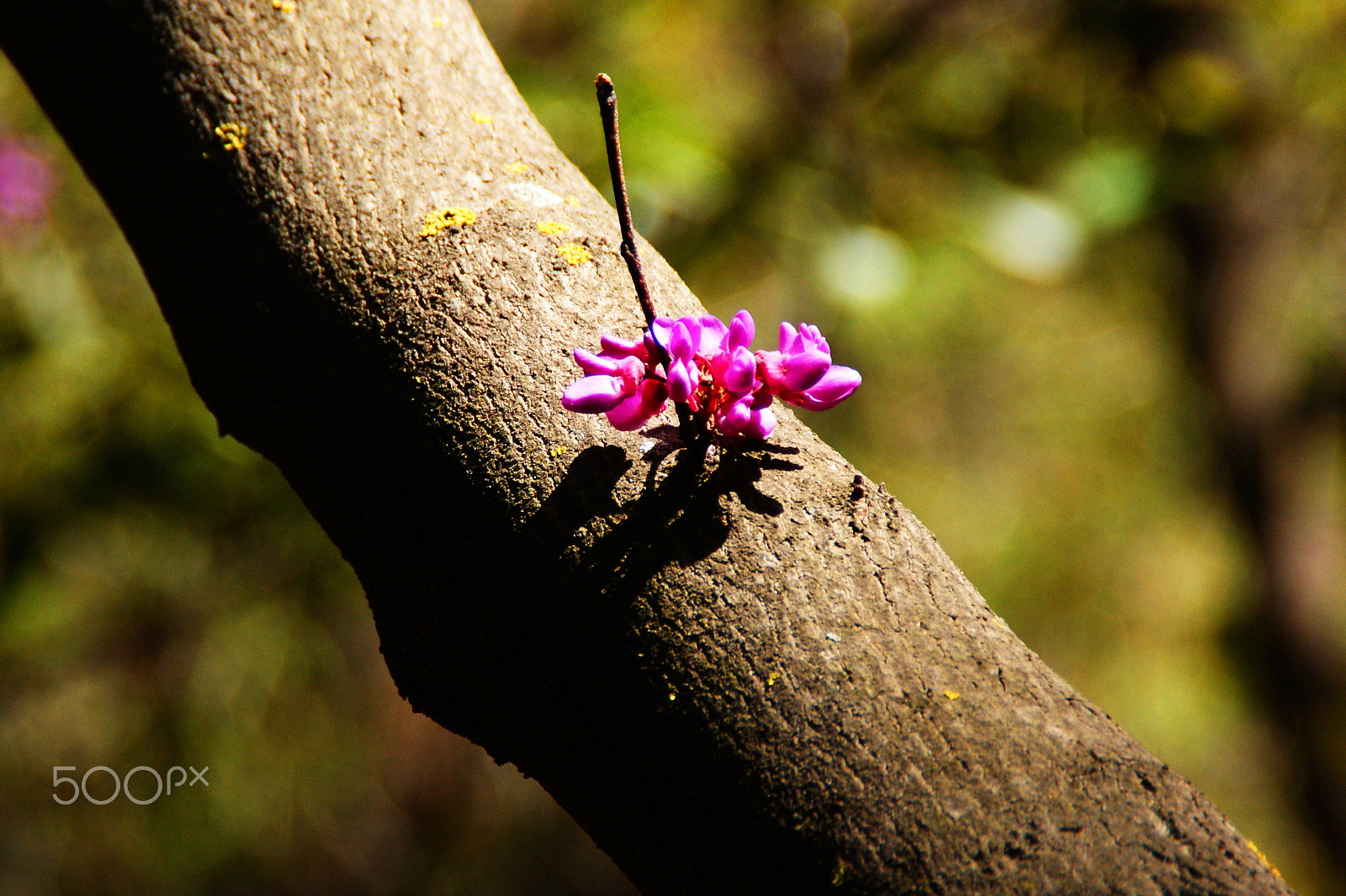 Sony Alpha DSLR-A350 sample photo. Easter blossom photography