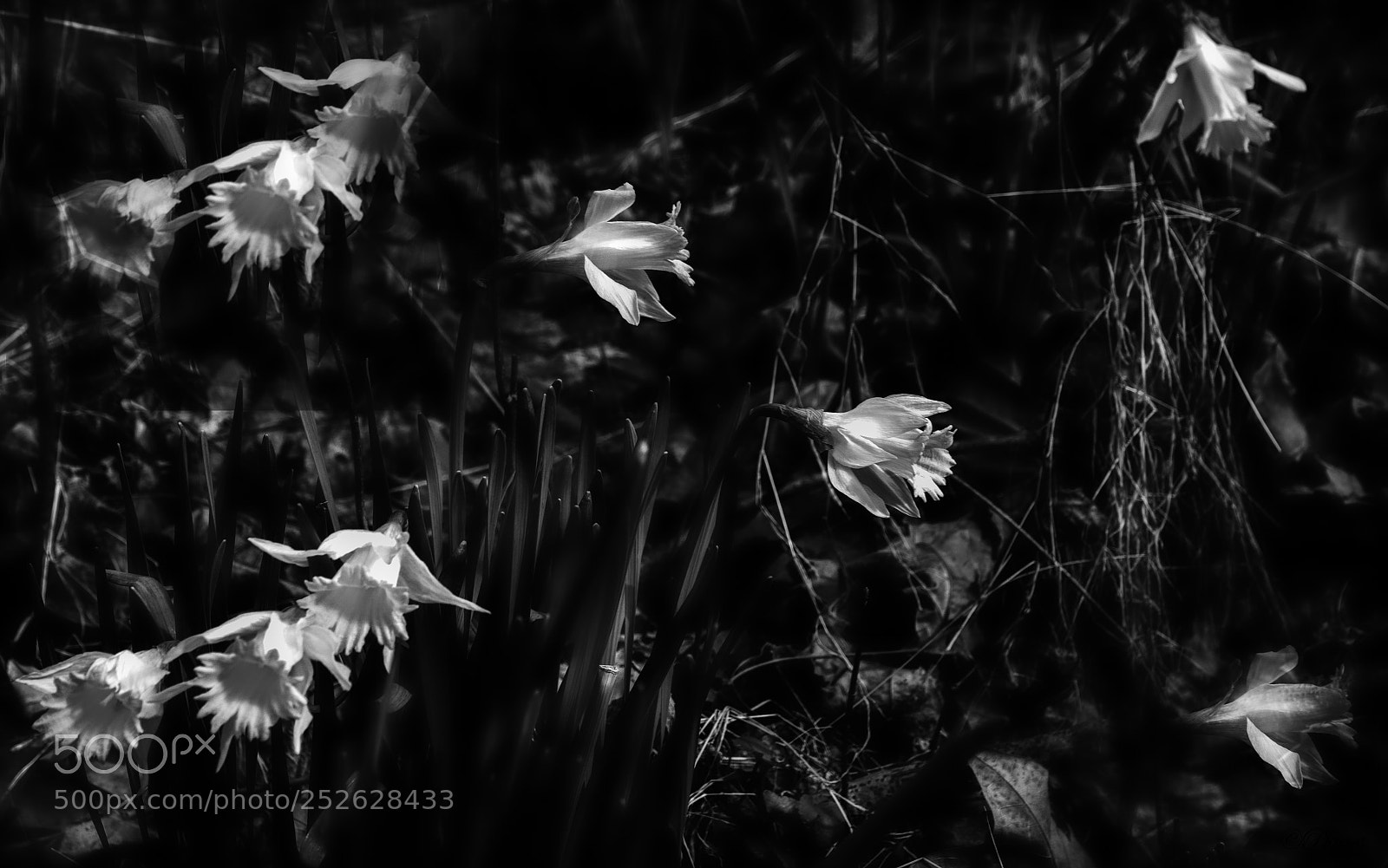 Nikon D7100 sample photo. Daffodil wild - b photography