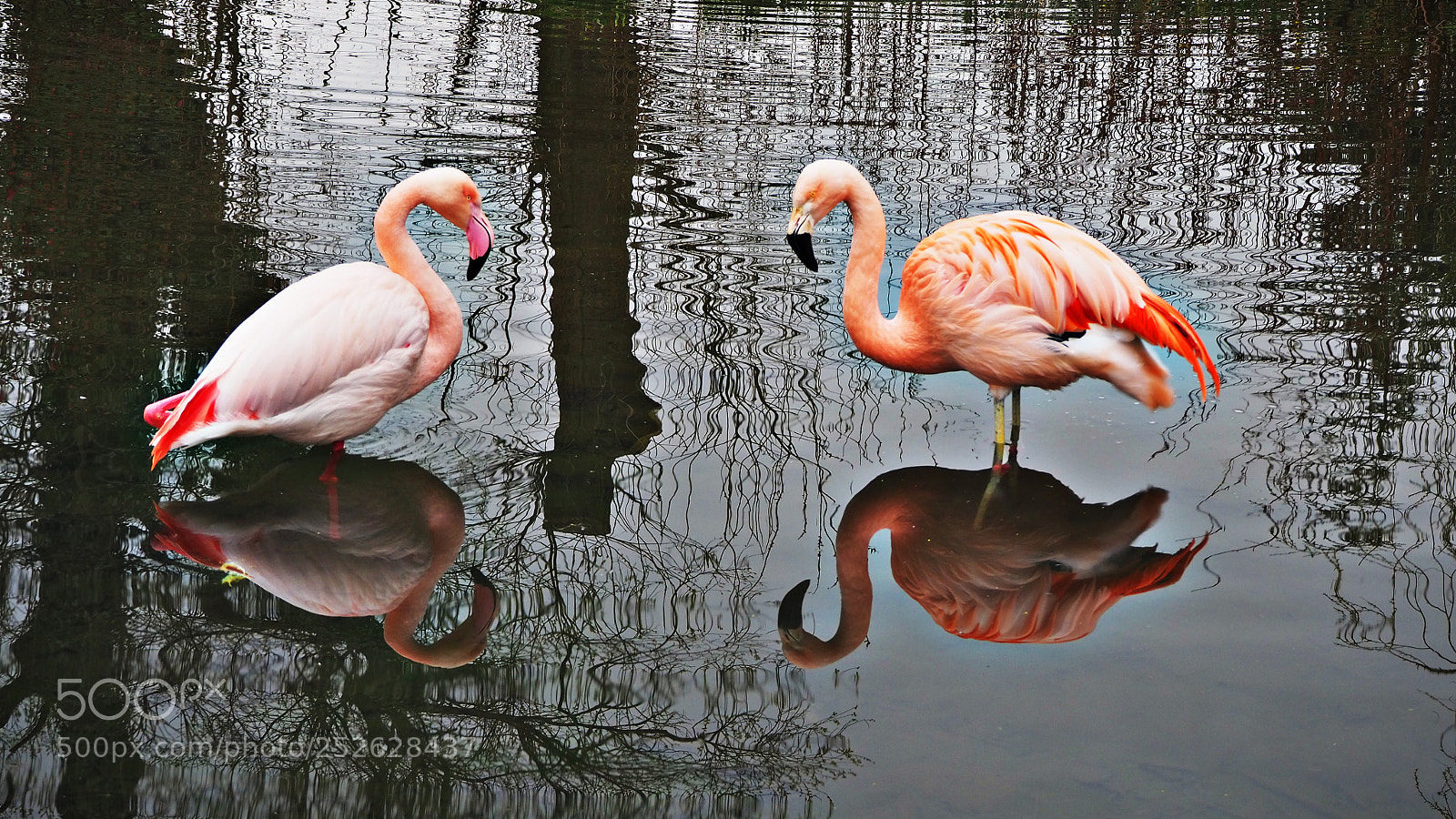 Olympus OM-D E-M10 III sample photo. Reflections photography