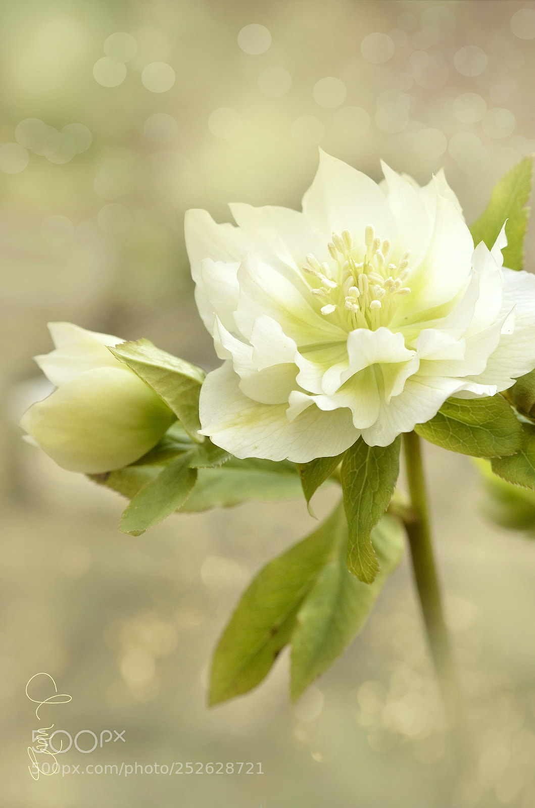 Nikon D7000 sample photo. White hellebore photography