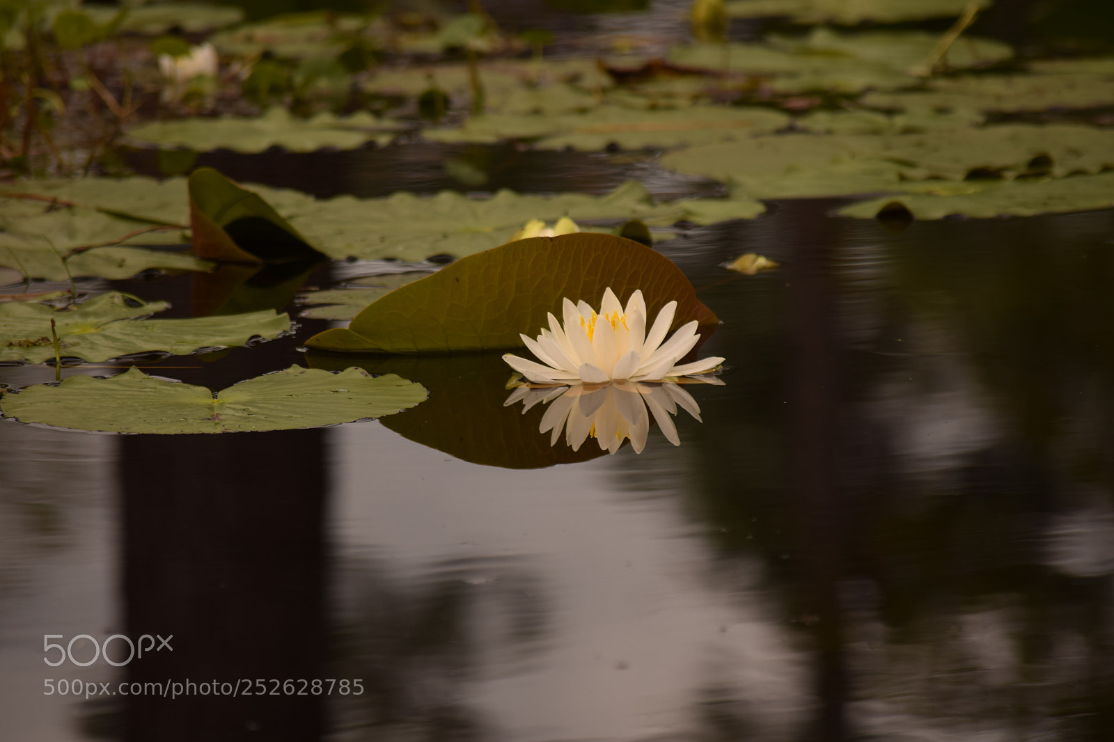 Nikon D5300 sample photo. Still cut photography