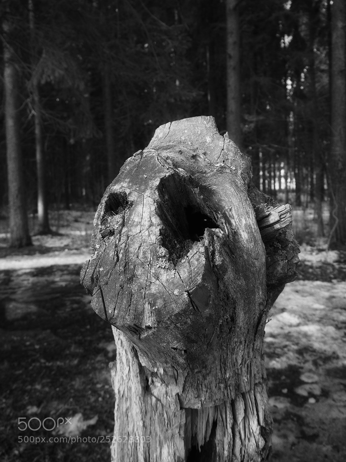 Olympus PEN-F sample photo. It was a tree photography