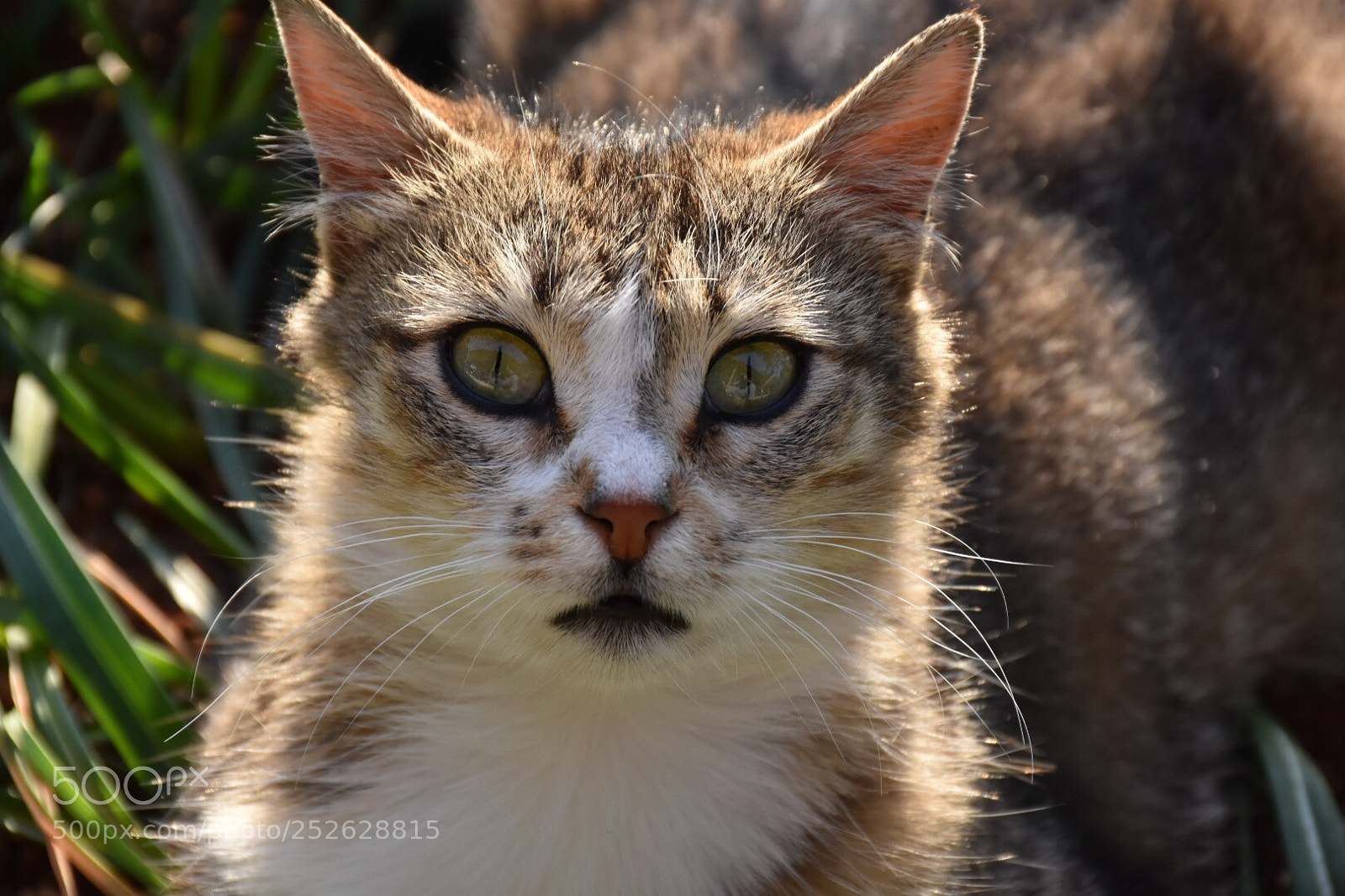 Nikon D7200 sample photo. Untitled photography
