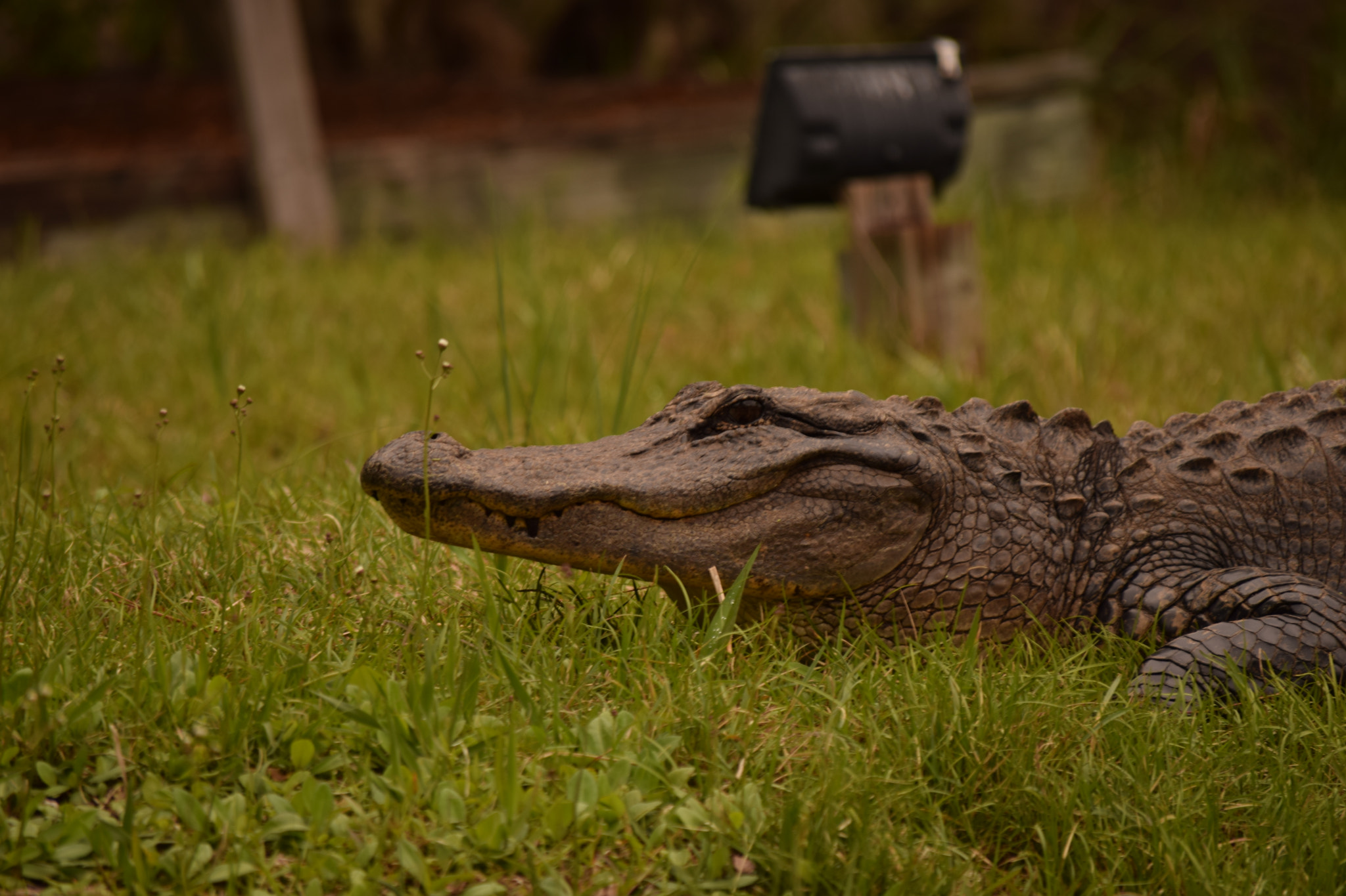 Nikon D5300 sample photo. Lazy hunter photography