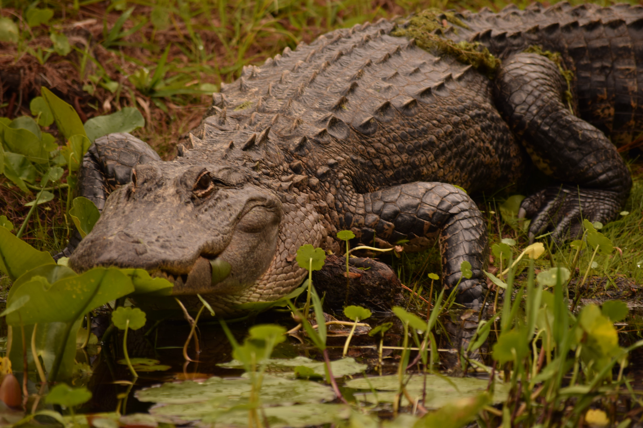 Nikon D5300 sample photo. Ready to prey photography