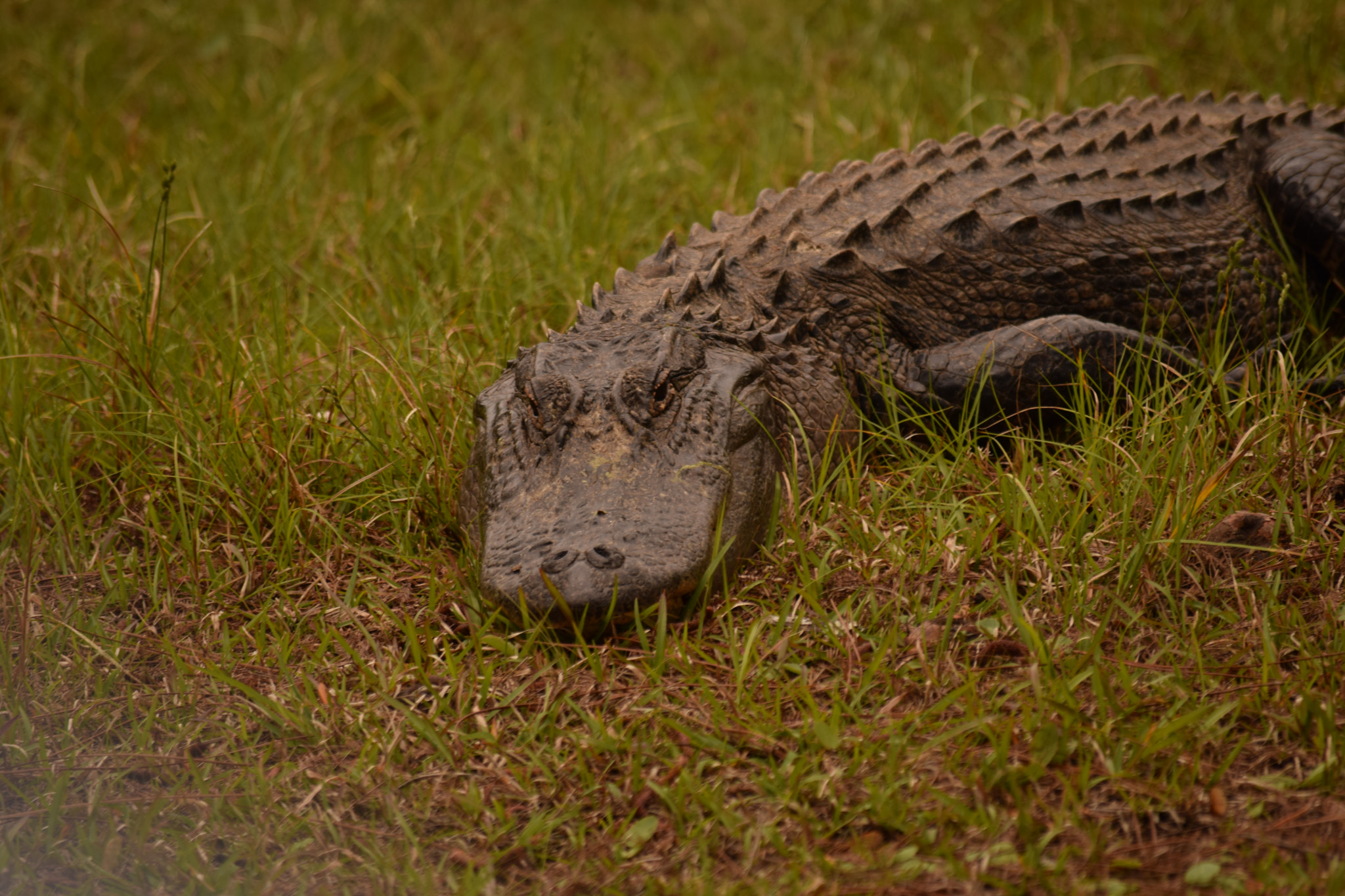 Nikon D5300 sample photo. Take a break!! photography