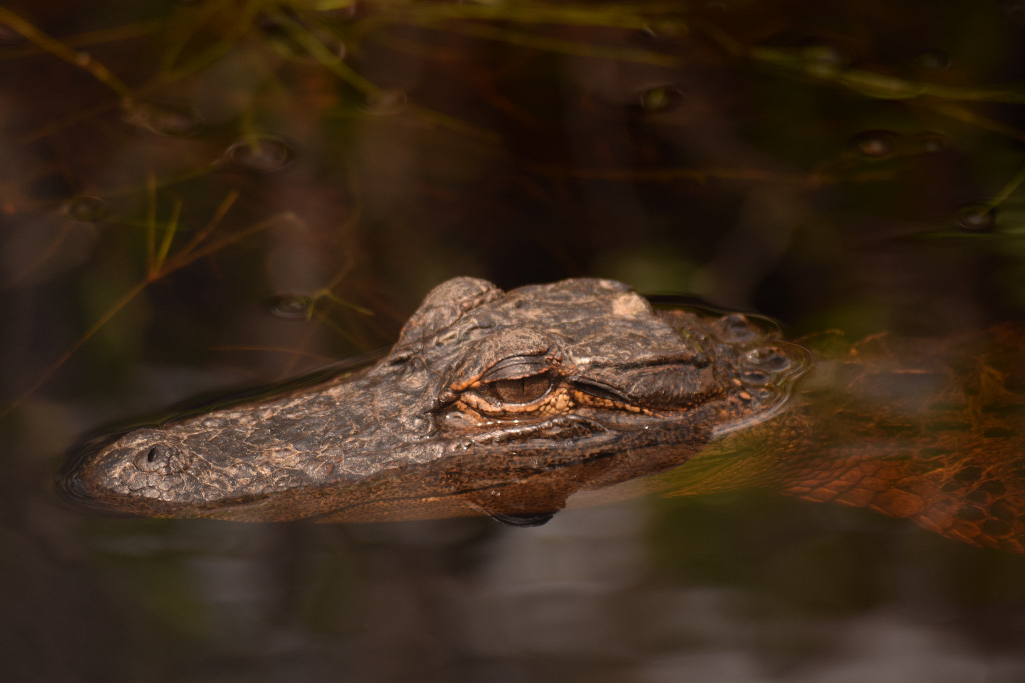 Nikon D5300 sample photo. Beware! photography