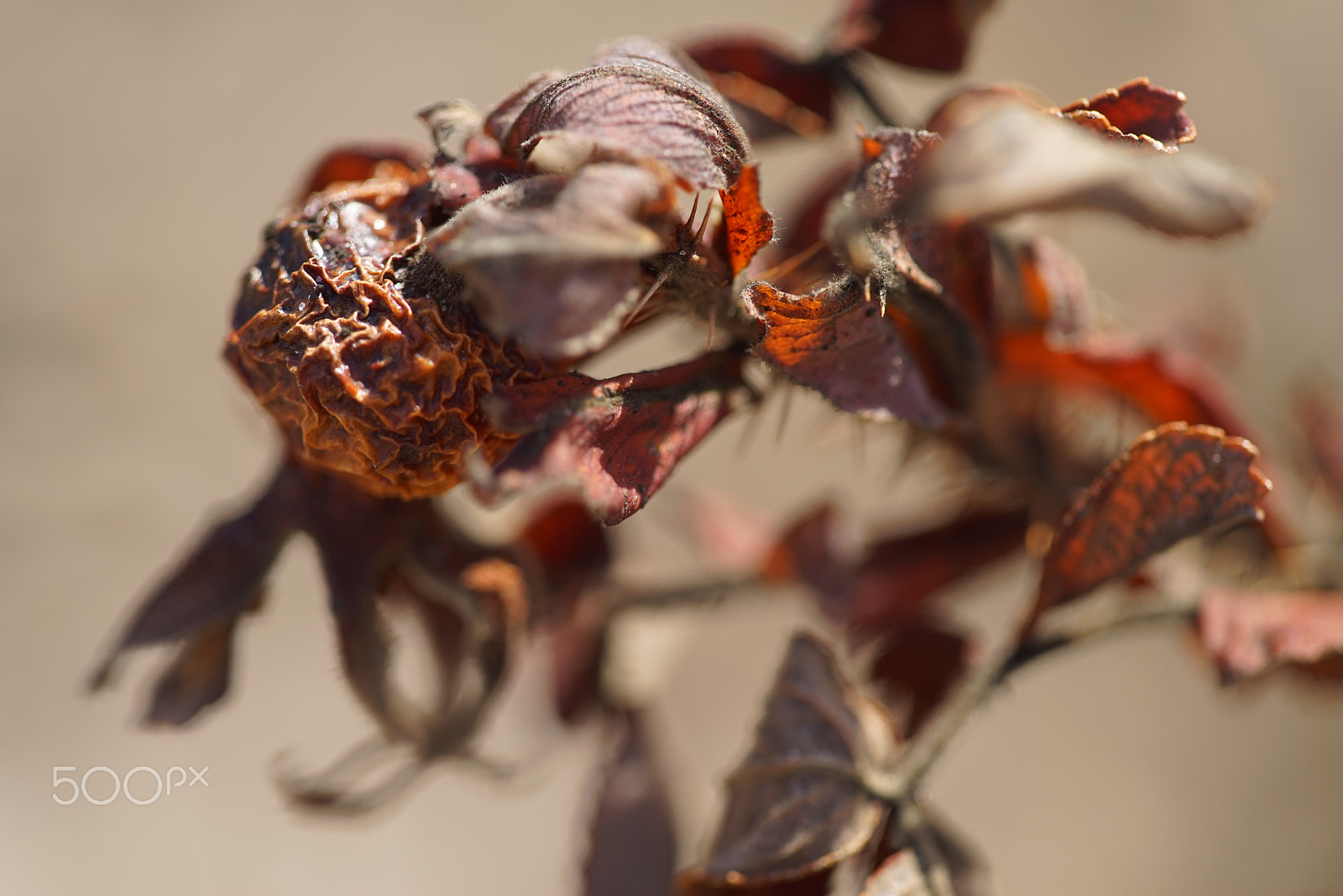 Sigma APO Macro 150mm f/2.8 EX DG HSM sample photo. Dsc photography