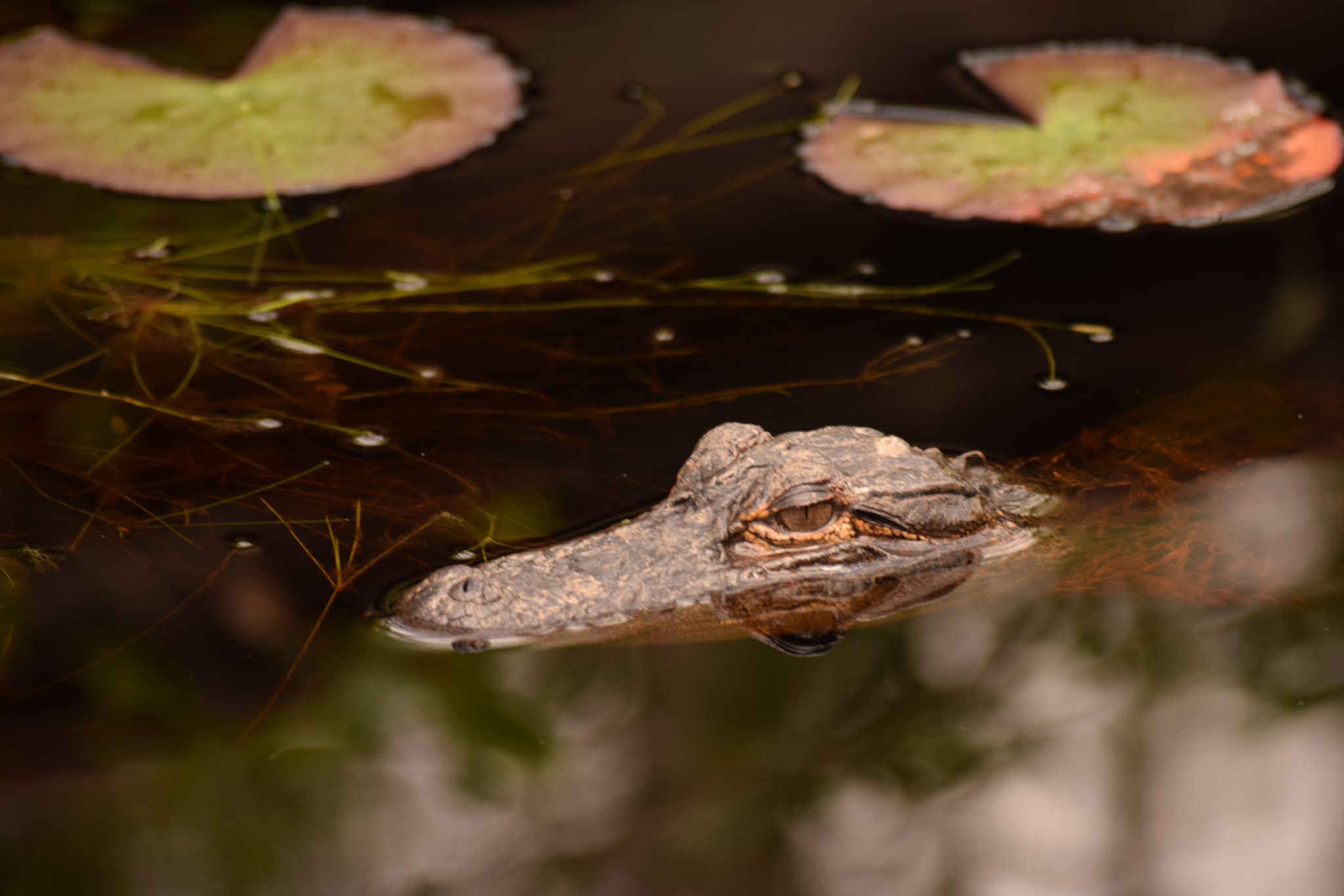 Nikon D5300 sample photo. Keep out photography