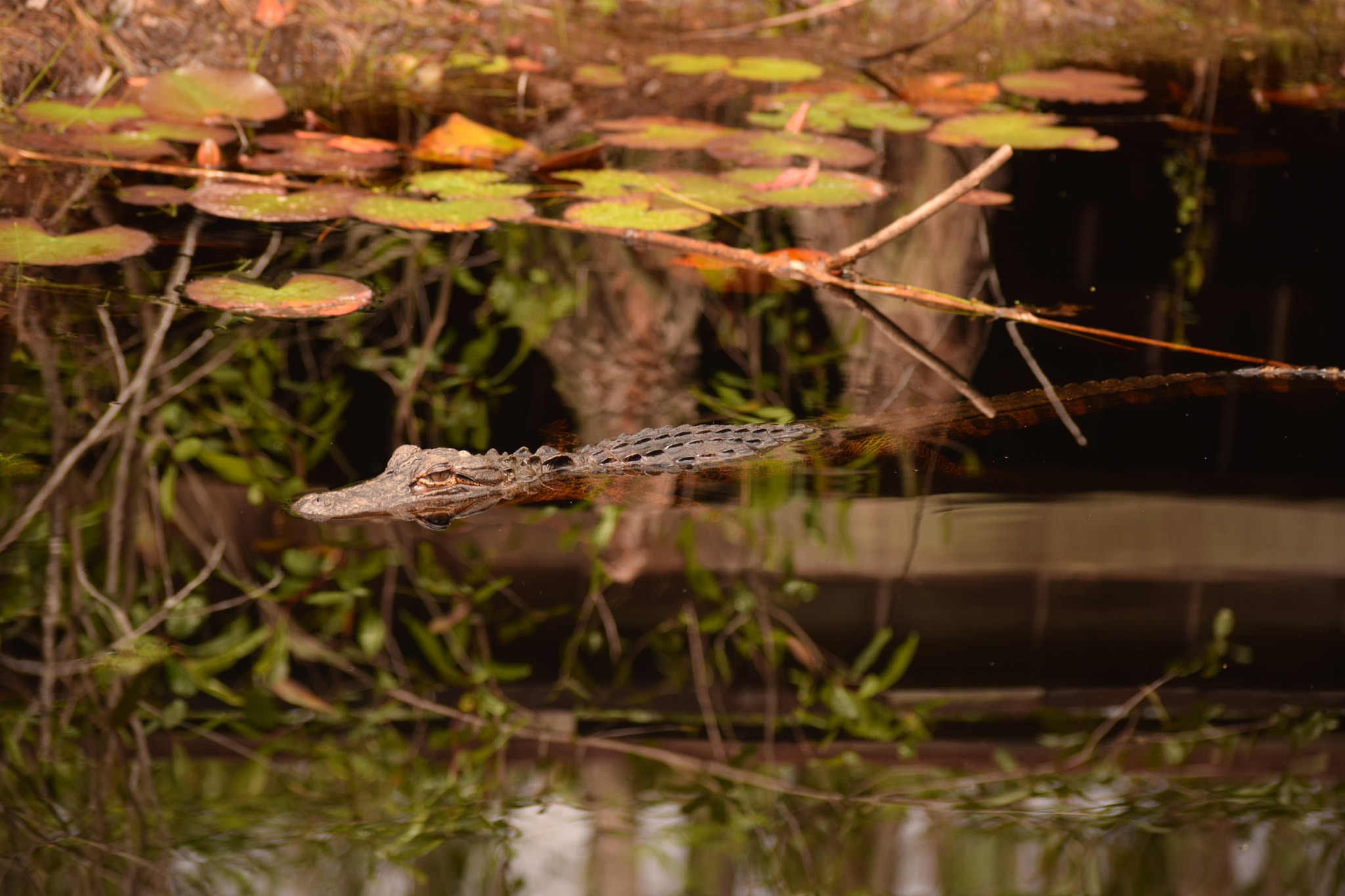Nikon D5300 sample photo. Baby alligator photography