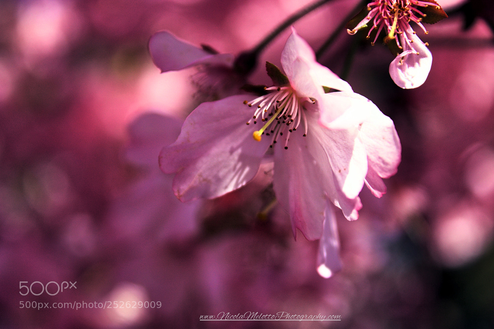 Canon EOS 760D (EOS Rebel T6s / EOS 8000D) sample photo. Flowers  photography
