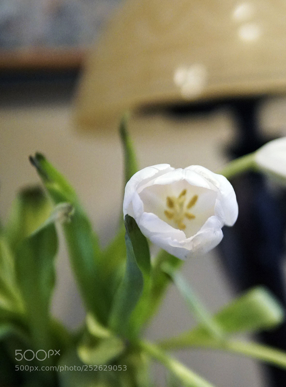 Sony a6500 sample photo. White tulip photography