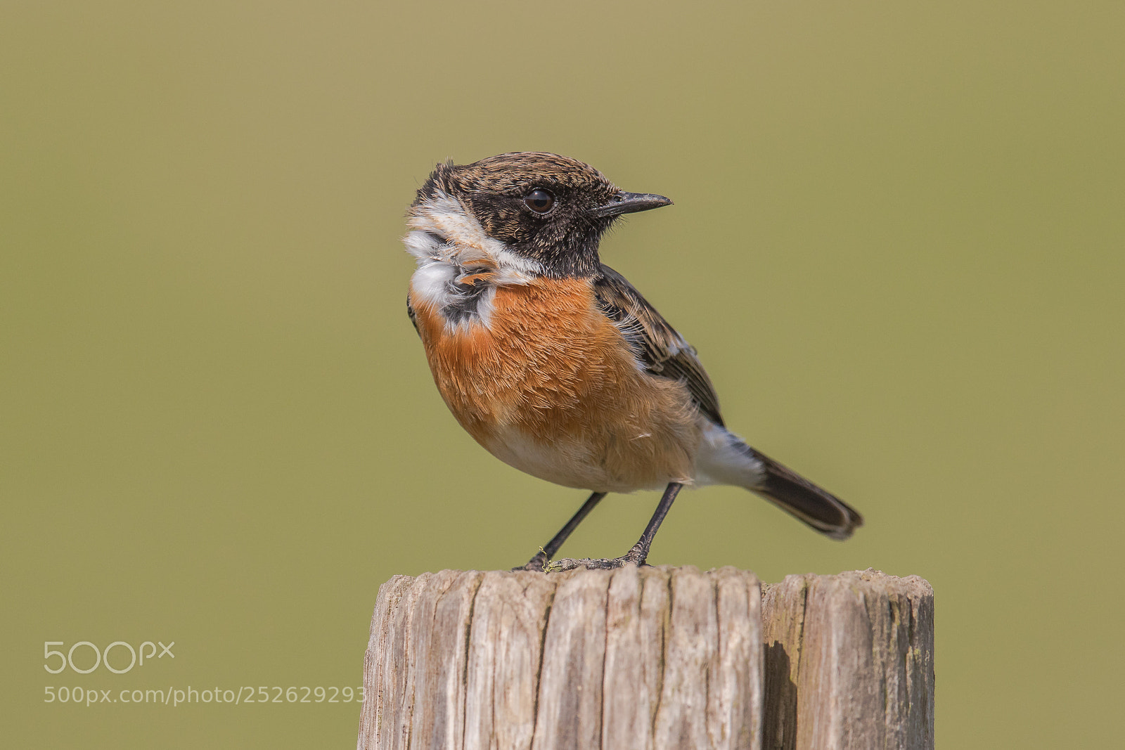 Canon EOS 7D Mark II sample photo. Stonechat  - roodborsttapuit photography