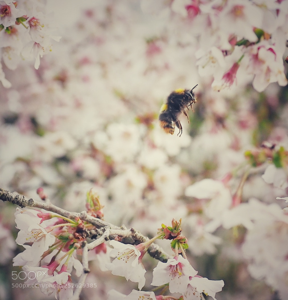Olympus OM-D E-M1 Mark II sample photo. Cold bee photography