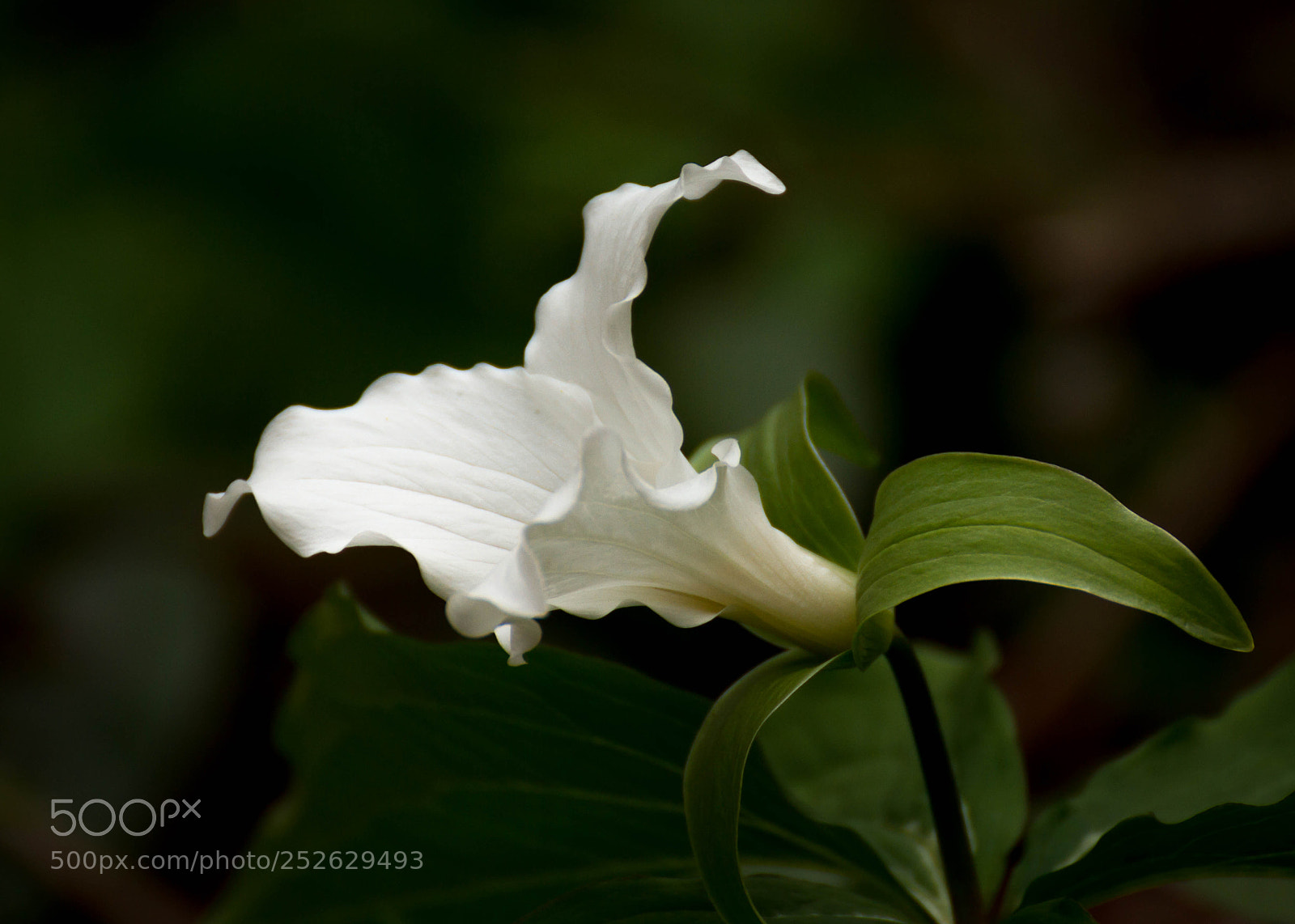 Canon EOS 7D sample photo. Untitled photography